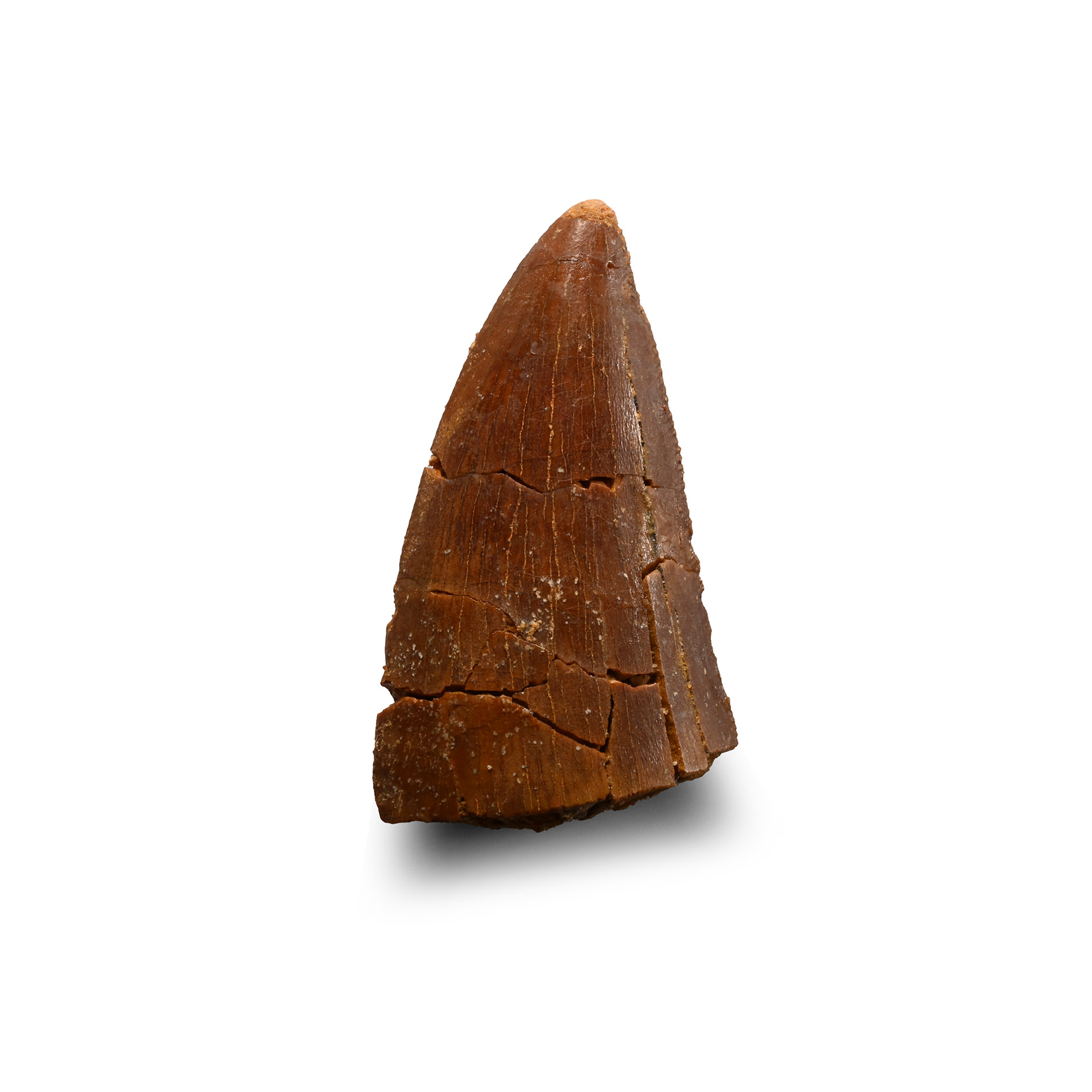 Natural History - African 'T-rex' Fossil Tooth