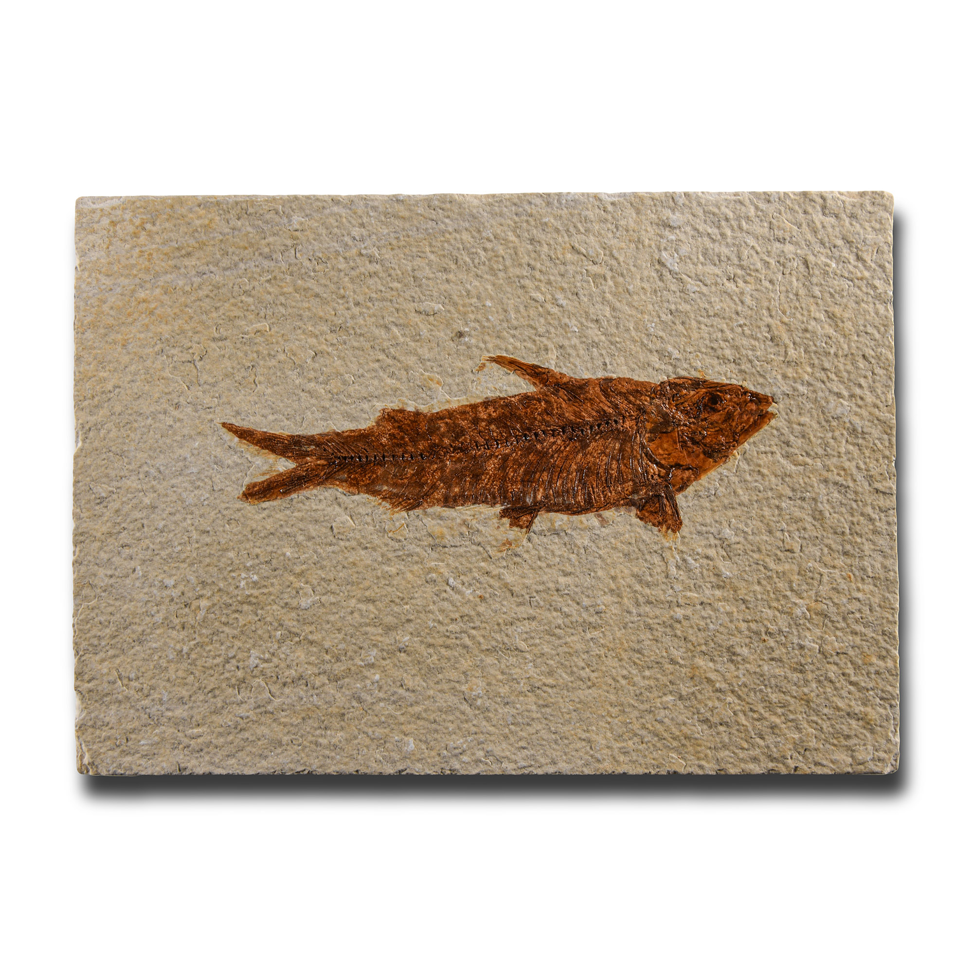 Natural History - Knightia Fossil Fish