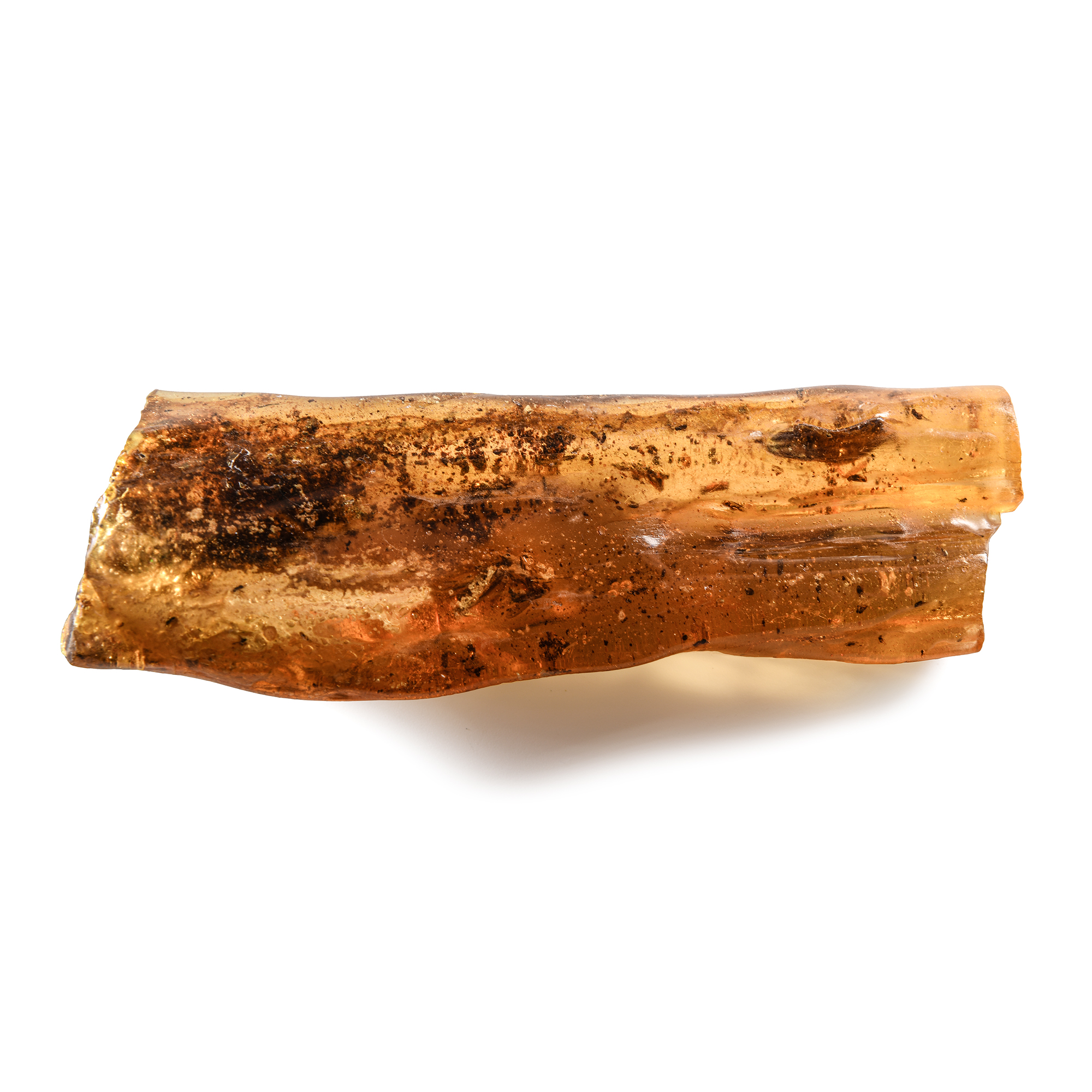 Natural History - Polished Copal with Insects