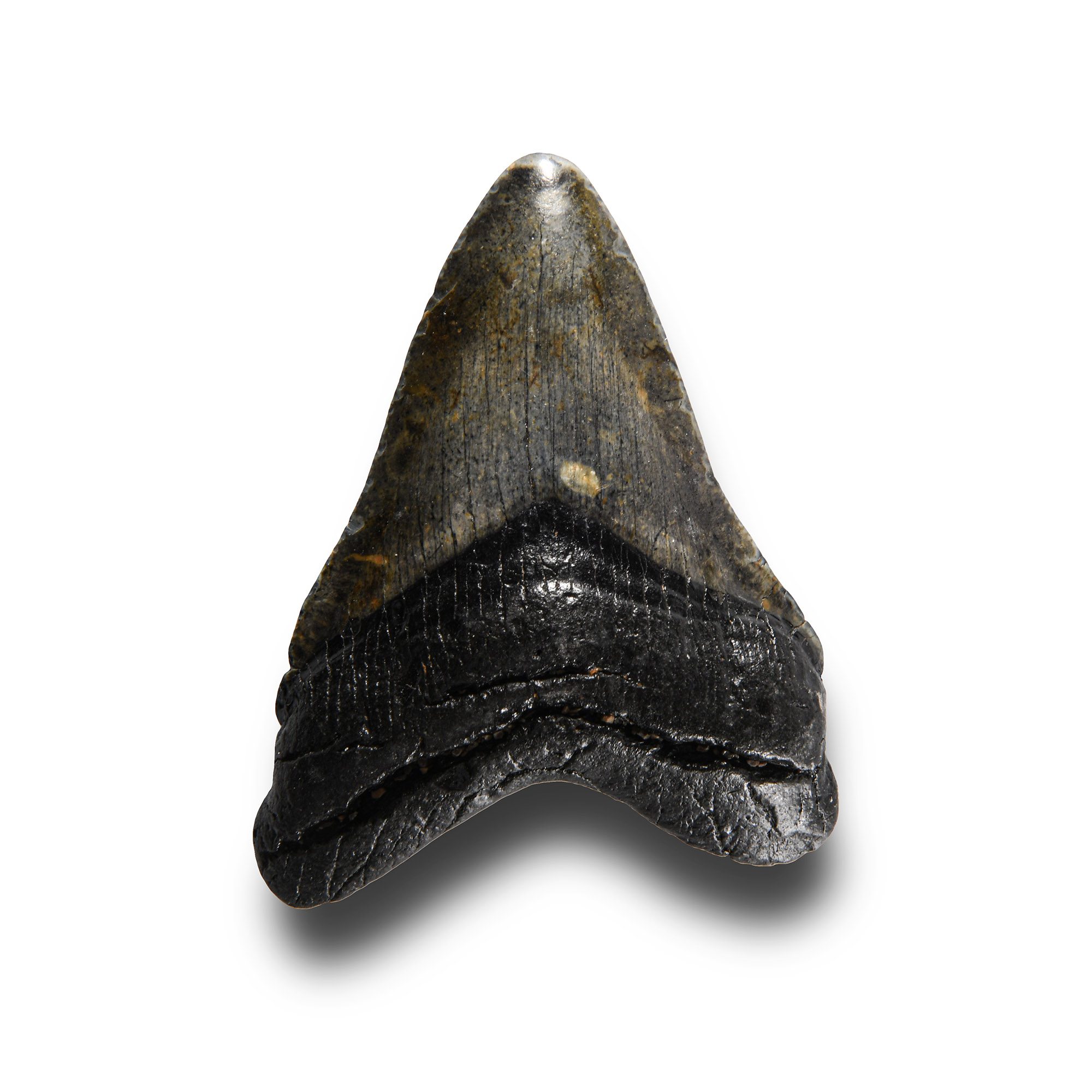 Natural History - Megalodon Giant Shark Fossil Tooth
