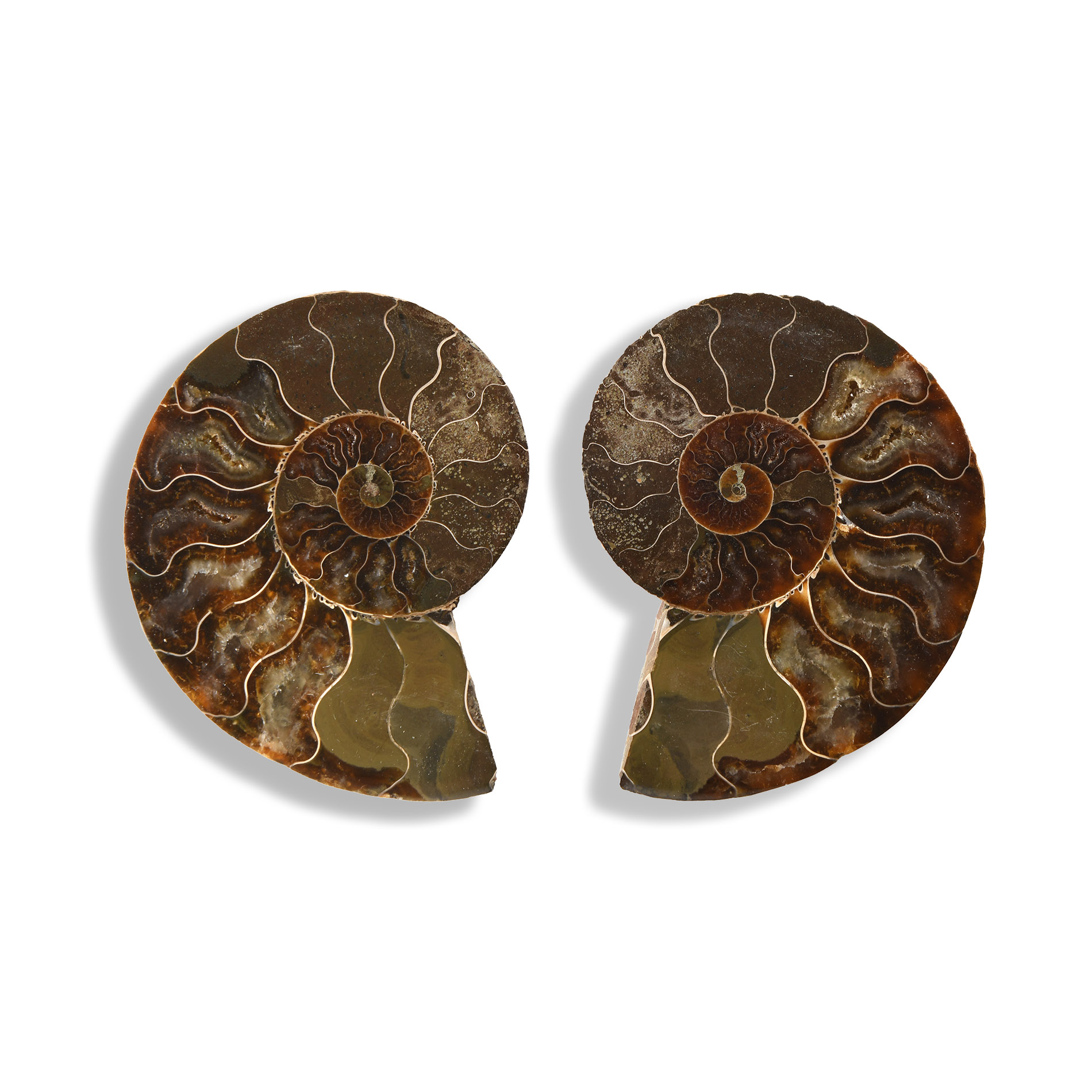 Natural History - Cut and Polished Fossil Ammonite