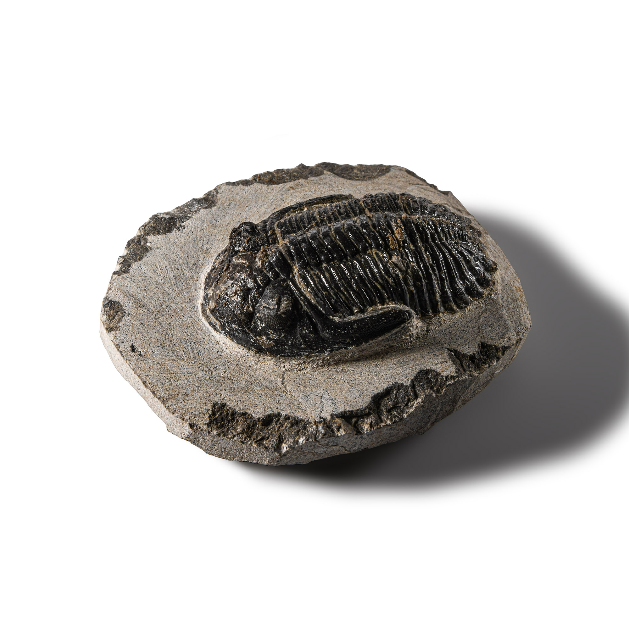 Natural History - Fossil Barrandei Trilobite