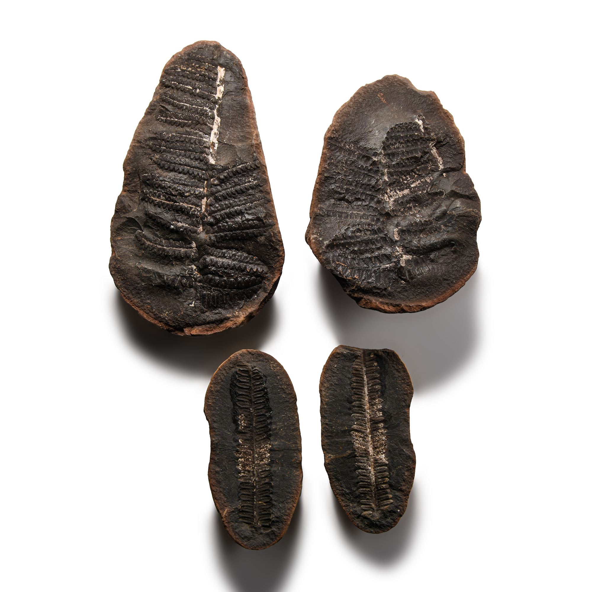 Natural History - Fossil Seed Fern Pair Group