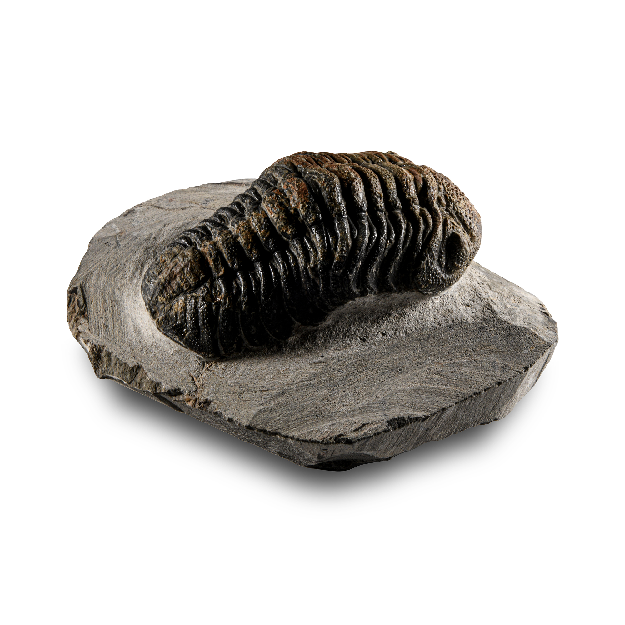 Natural History - Fossil Speculator Trilobite