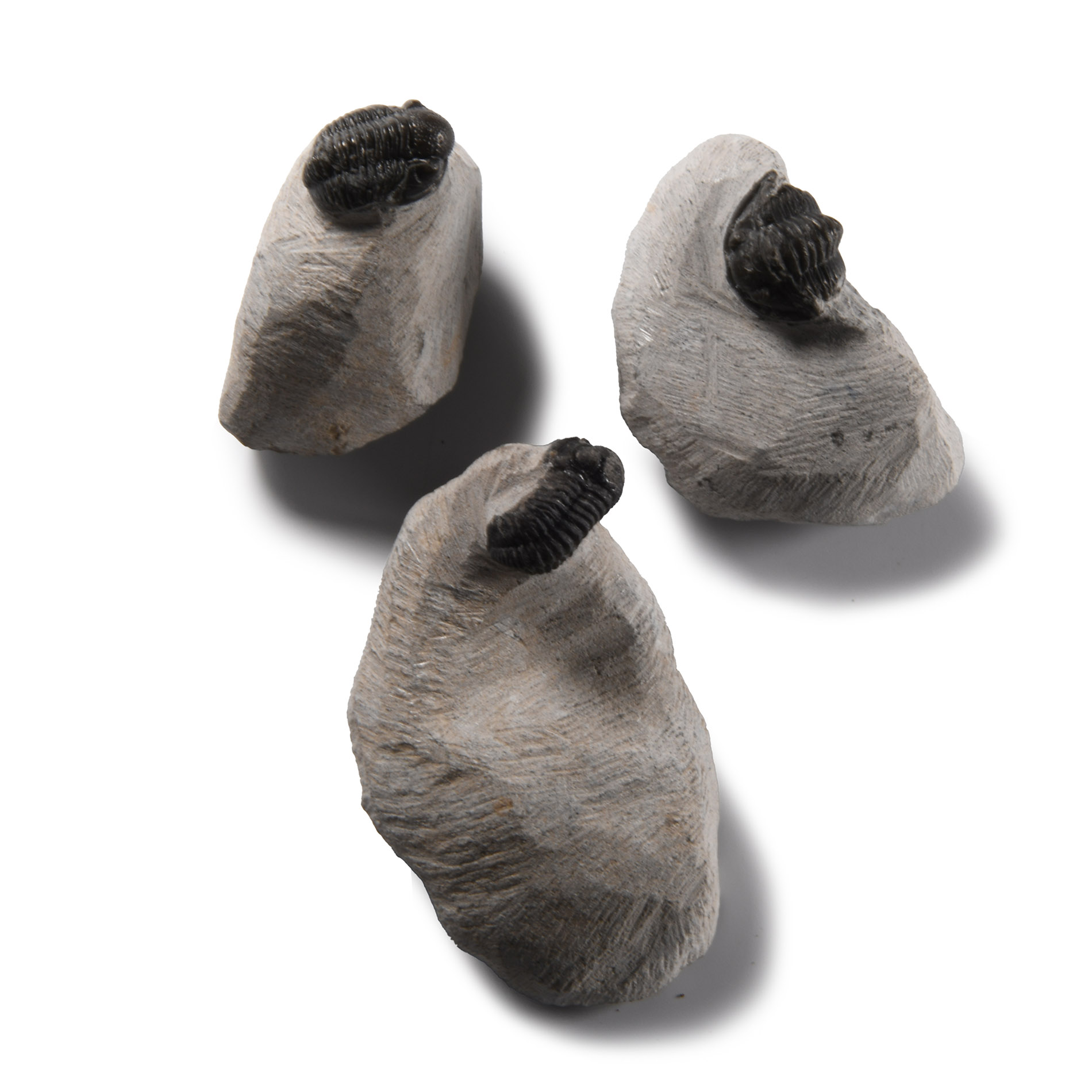 Natural History - Fossil Trilobite Group