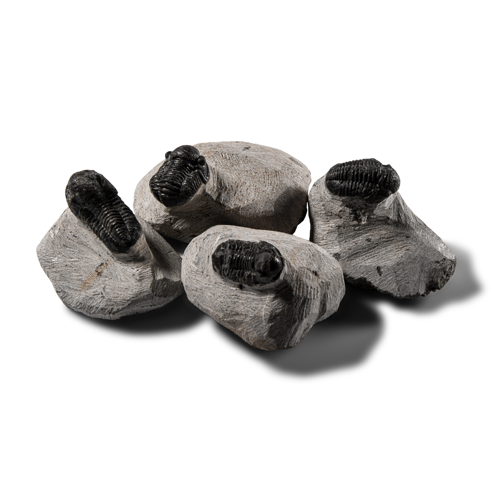 Natural History - Fossil Trilobite Group