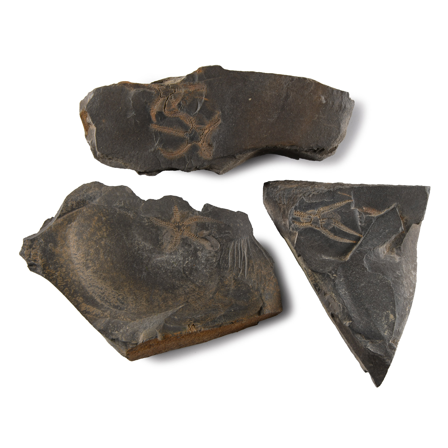 Natural History - Fossil Brittle Star Group