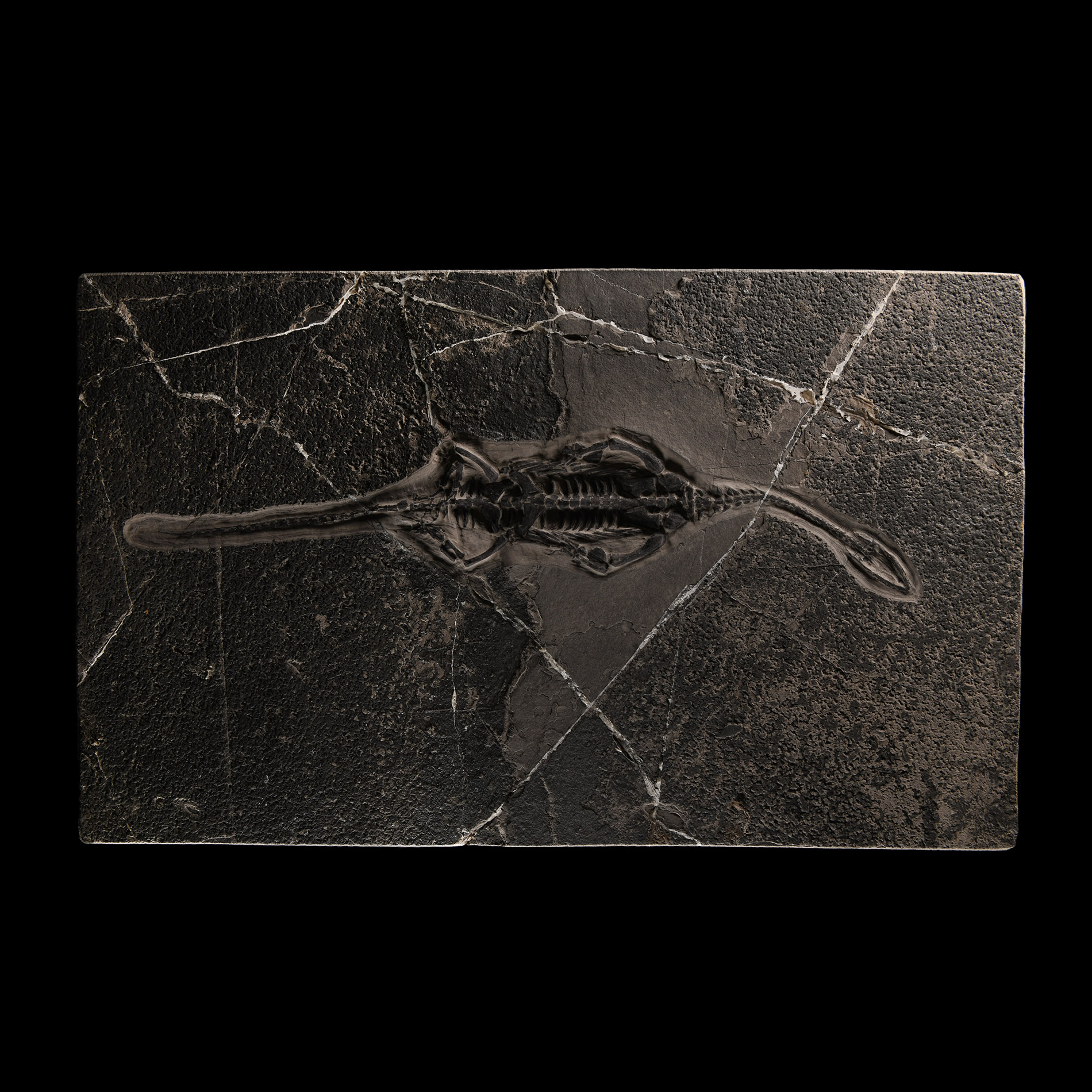 Natural History - Fossil Keichousaurus Marine Reptile Skeleton