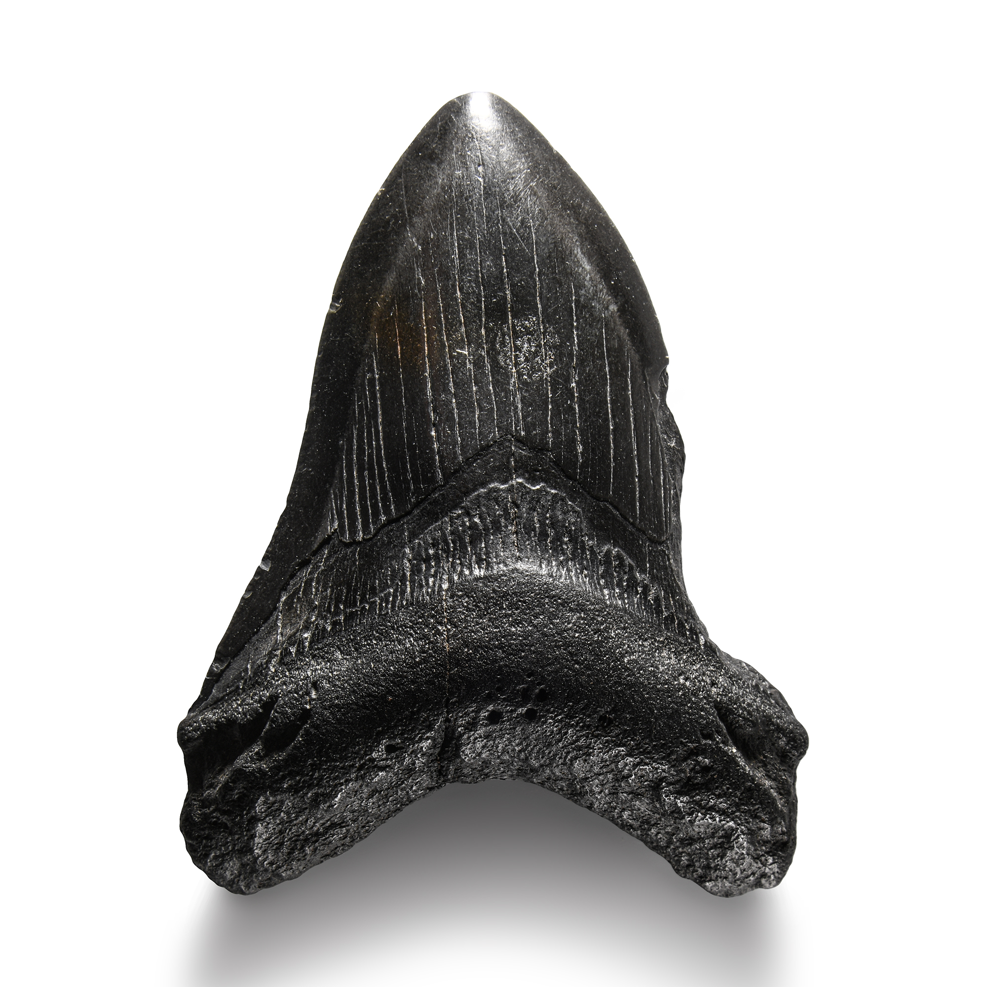 Natural History - Megalodon Giant Shark Fossil Tooth