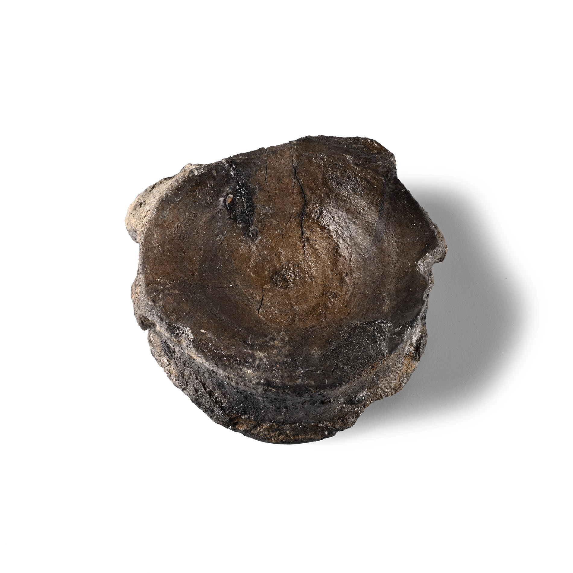 Natural History - Fossil Icthyosaur 'Marine Dinosaur' Vertebra