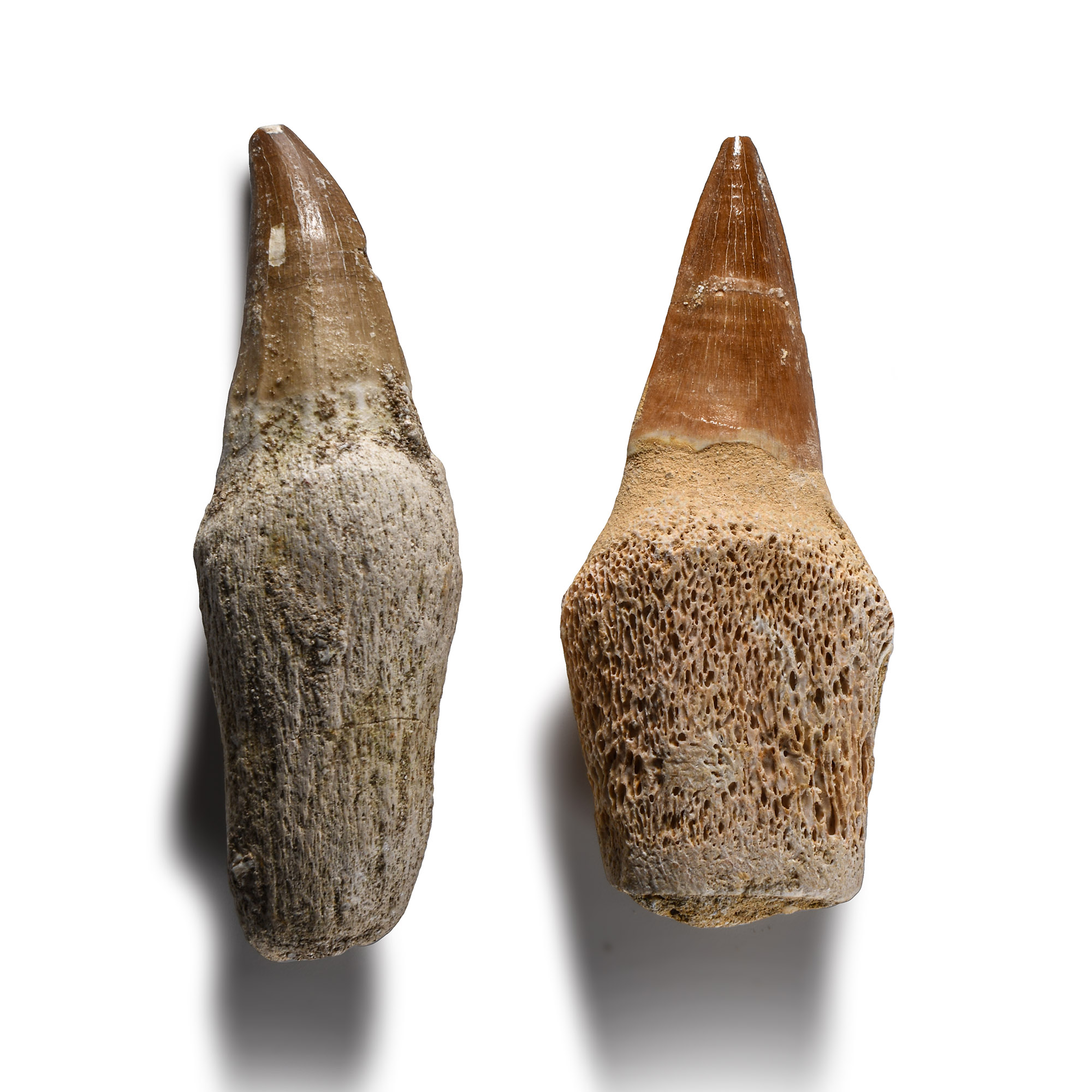 Natural History - Fossil Mosasaur 'Marine Dinosaur' Tooth Group