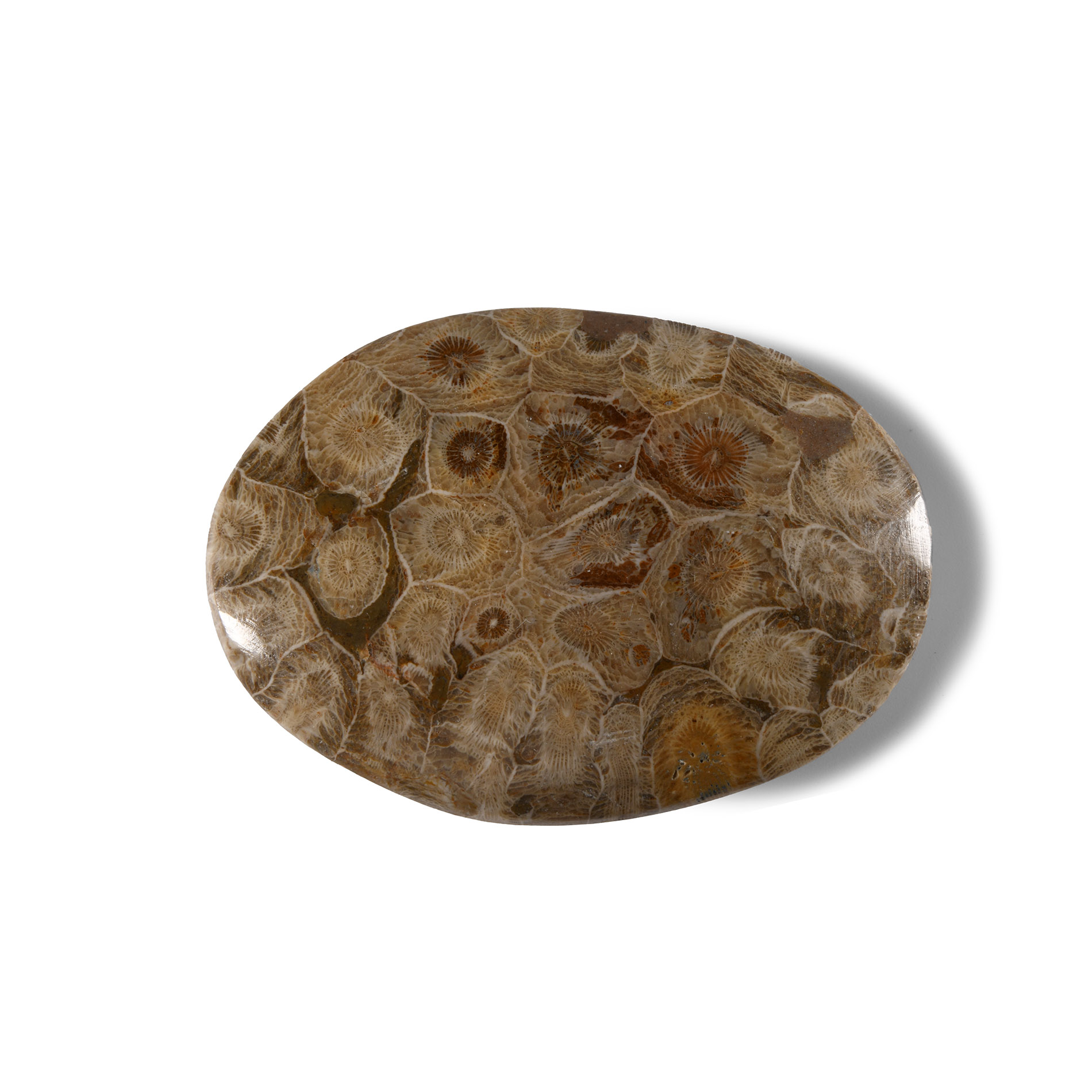 Natural History - Polished Fossil Hexagonaria Coral