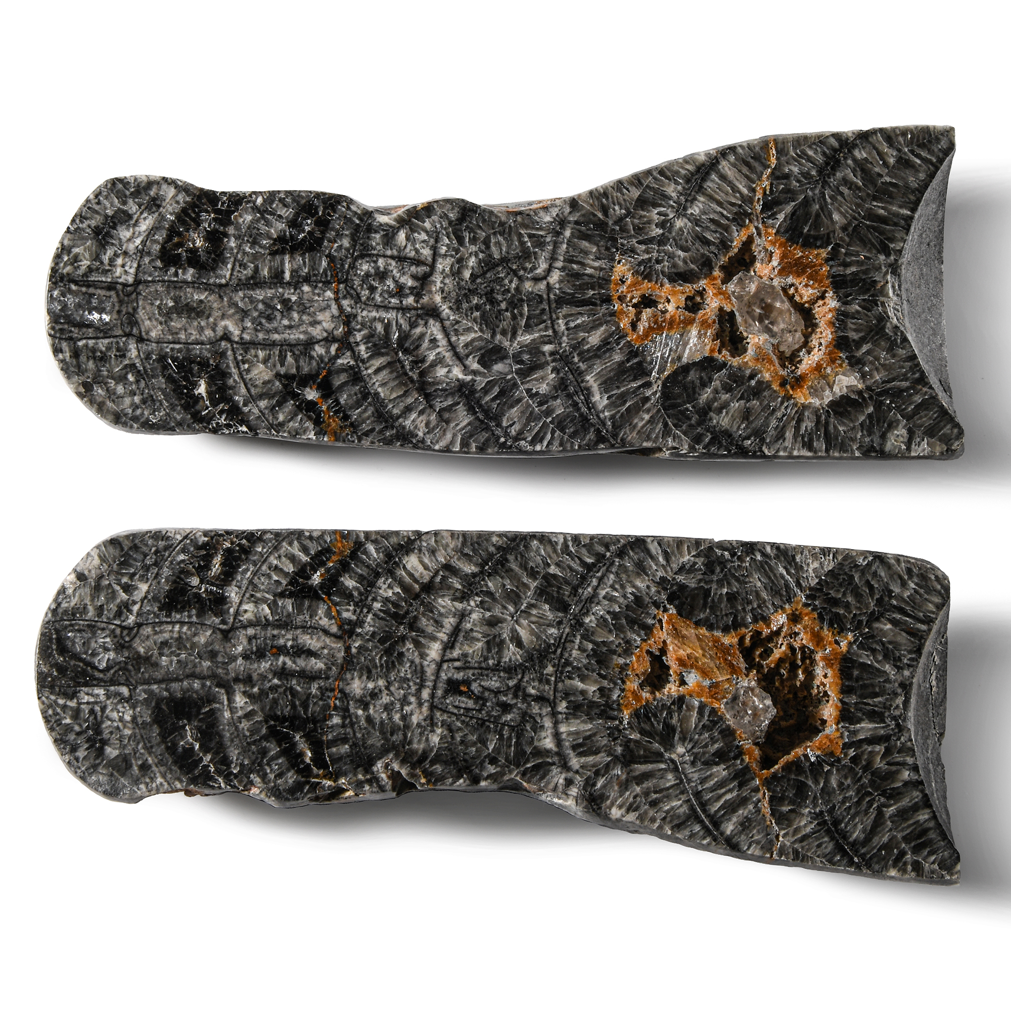 Natural History - Large Cut and Polished Fossil Orthoceras