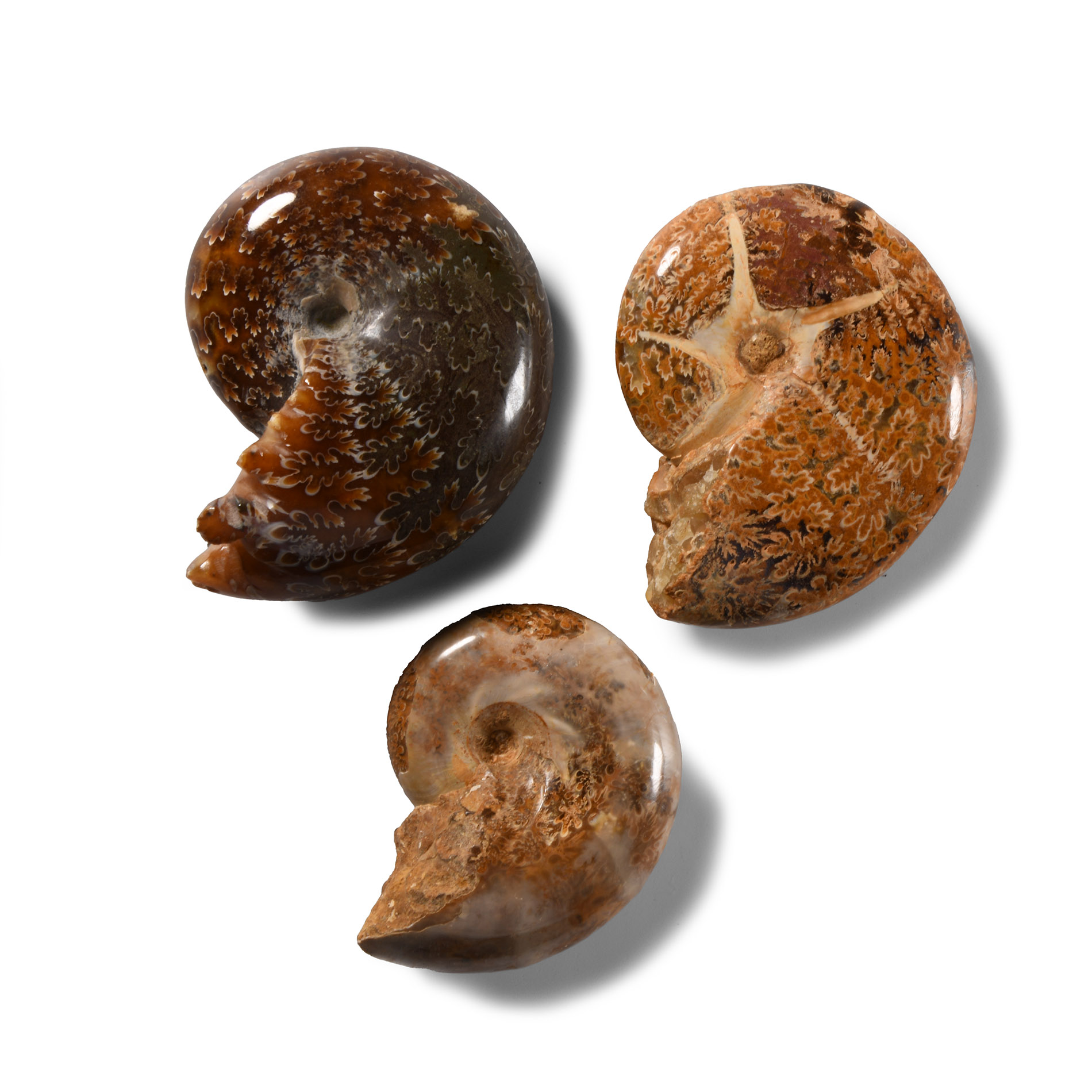 Natural History - Phylloceras Fossil Ammonite Group