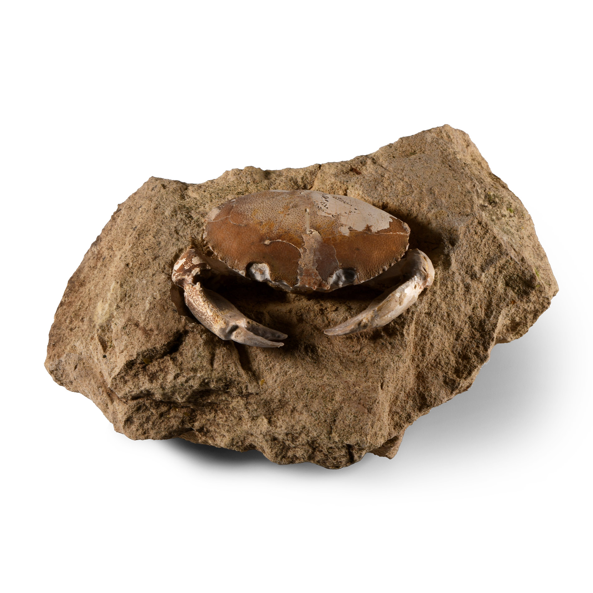 Natural History - Fossil Crab