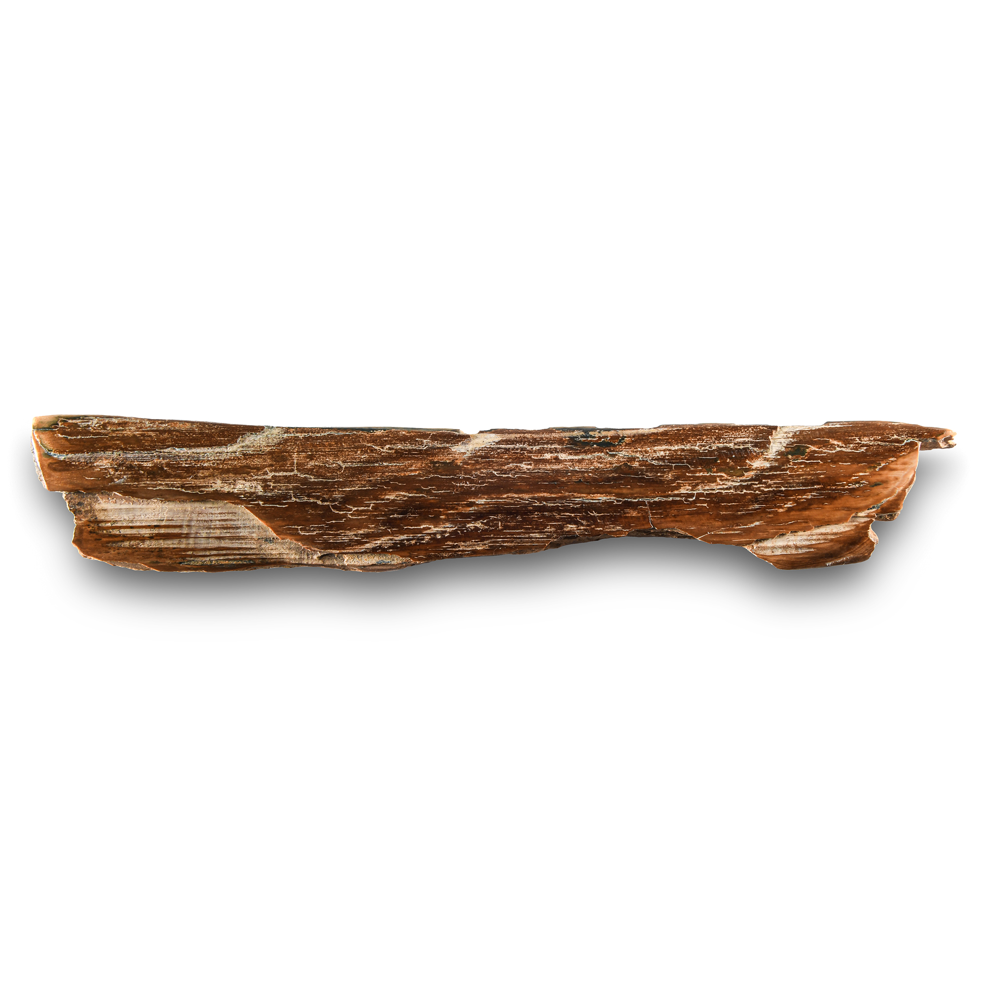 Natural History - Mammoth Tusk Section