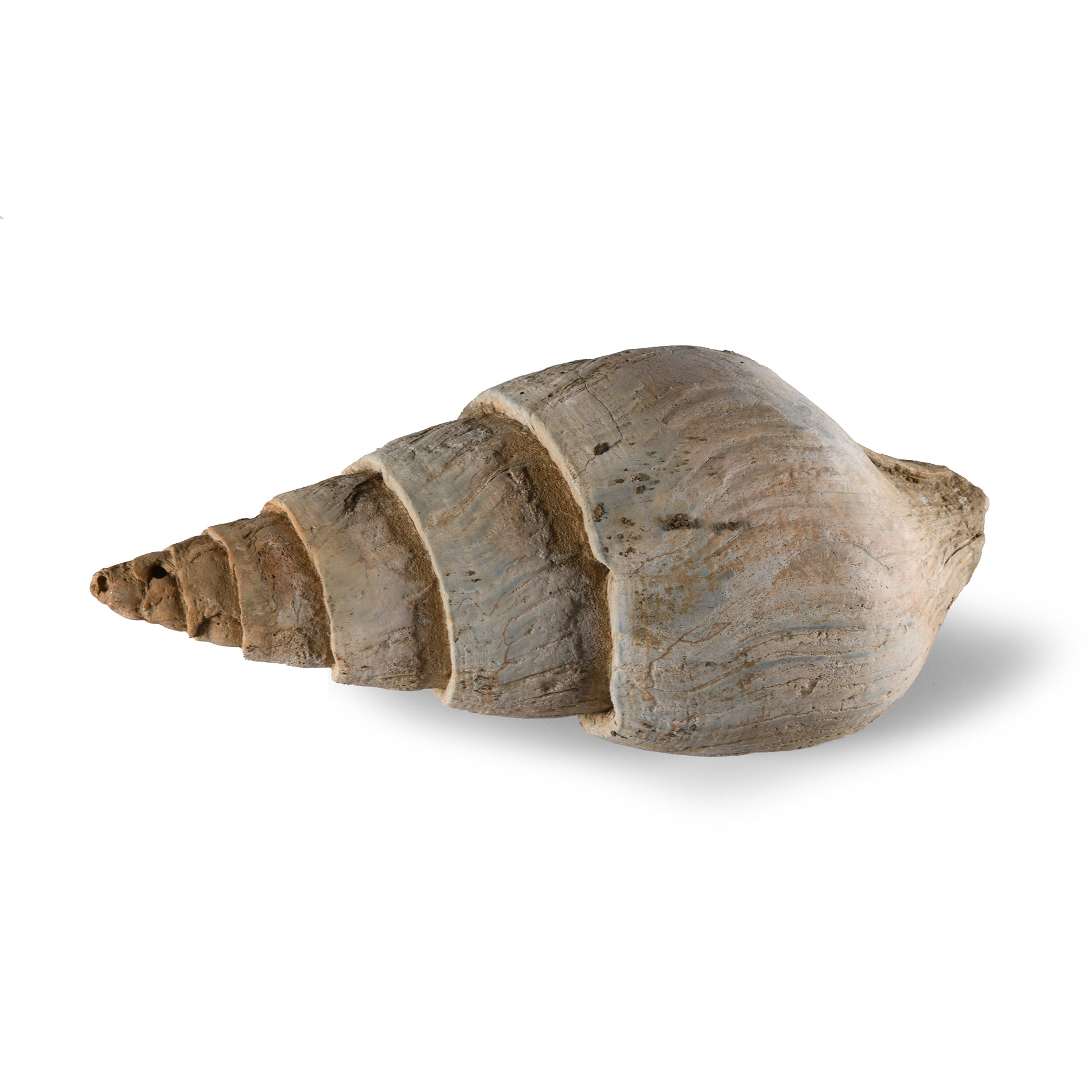 Large Fossil Clavilithes Gastropod