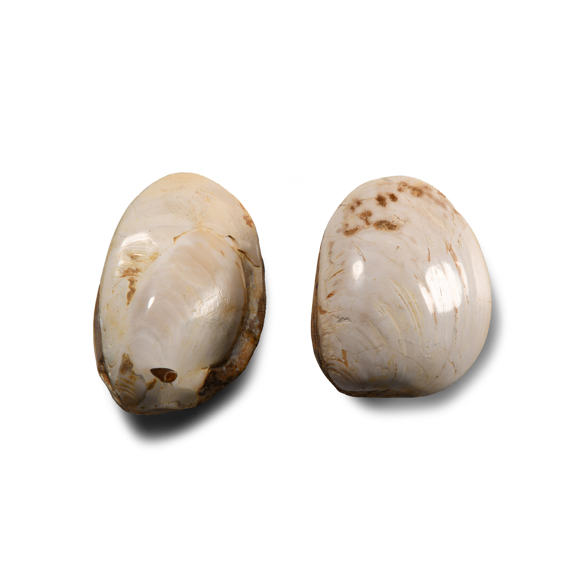 Polished Fossil Bivalve Group