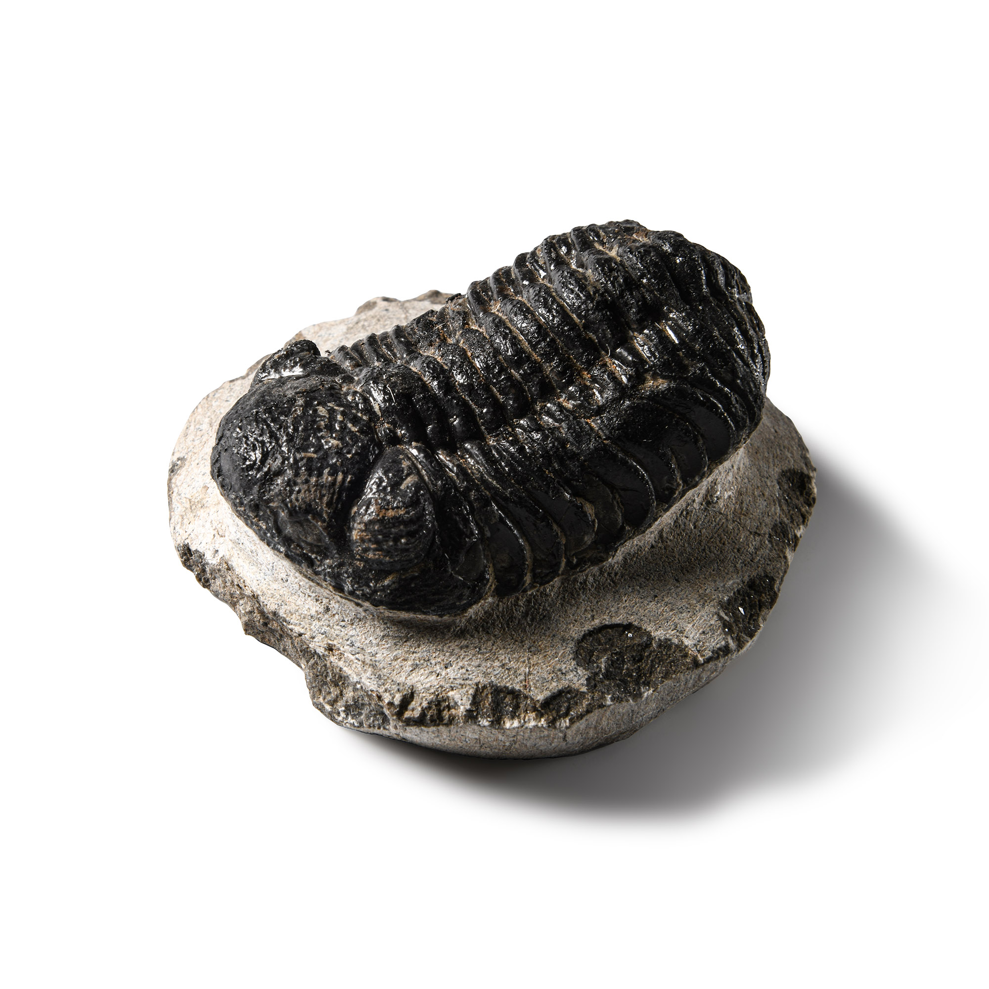 Natural History - Fossil Rana Trilobite