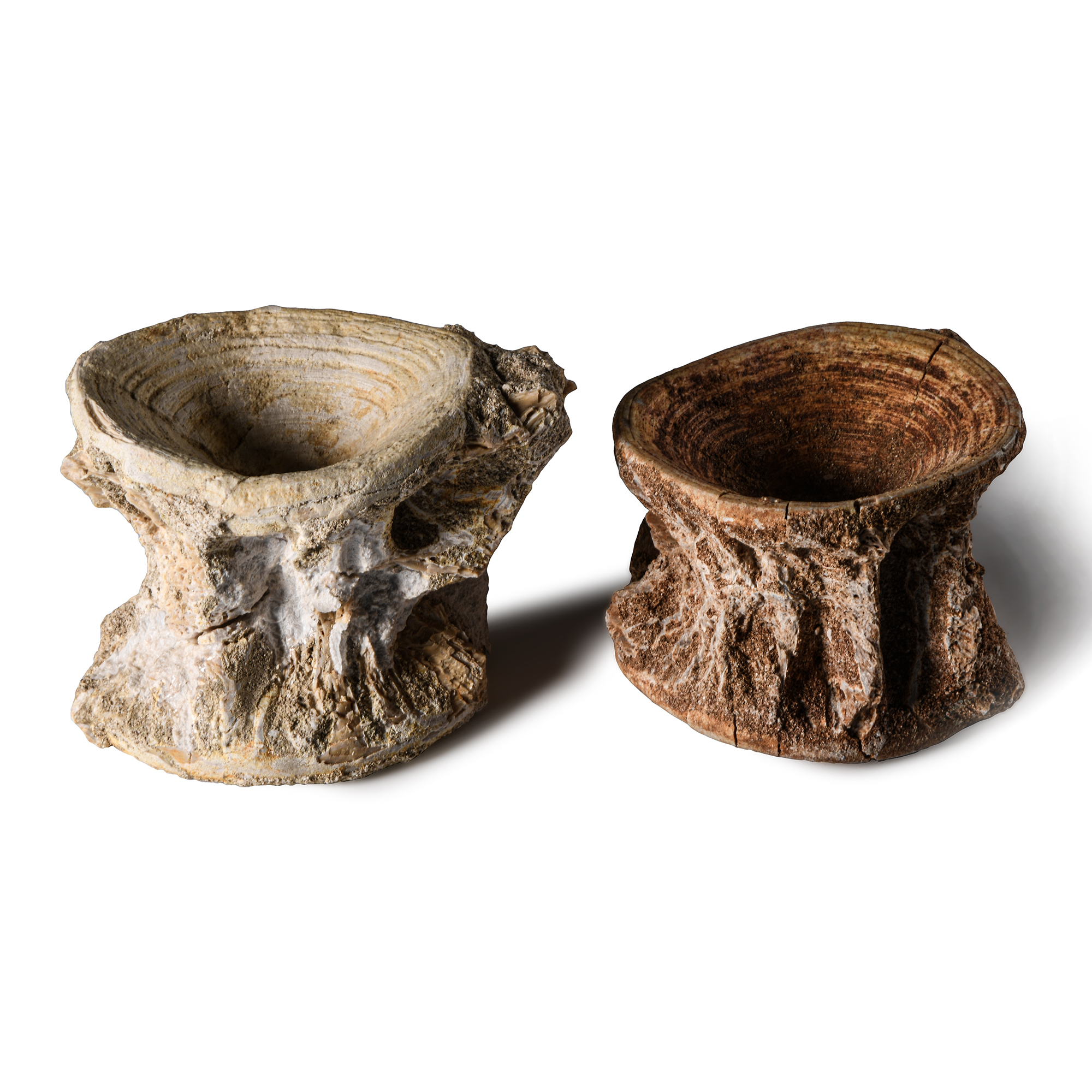 Natural History - Fossil Shark Vertebra Group