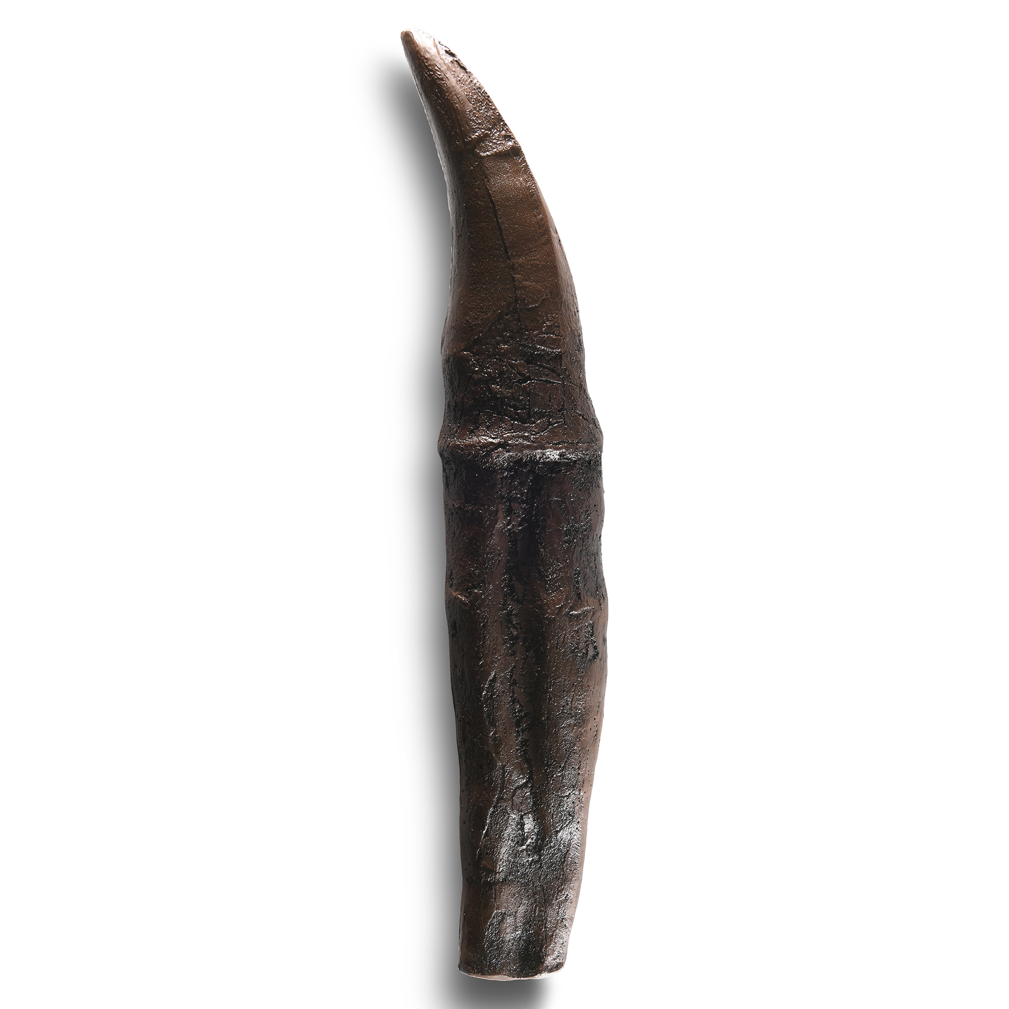 Natural History - Large T-Rex Tooth with Root Replica