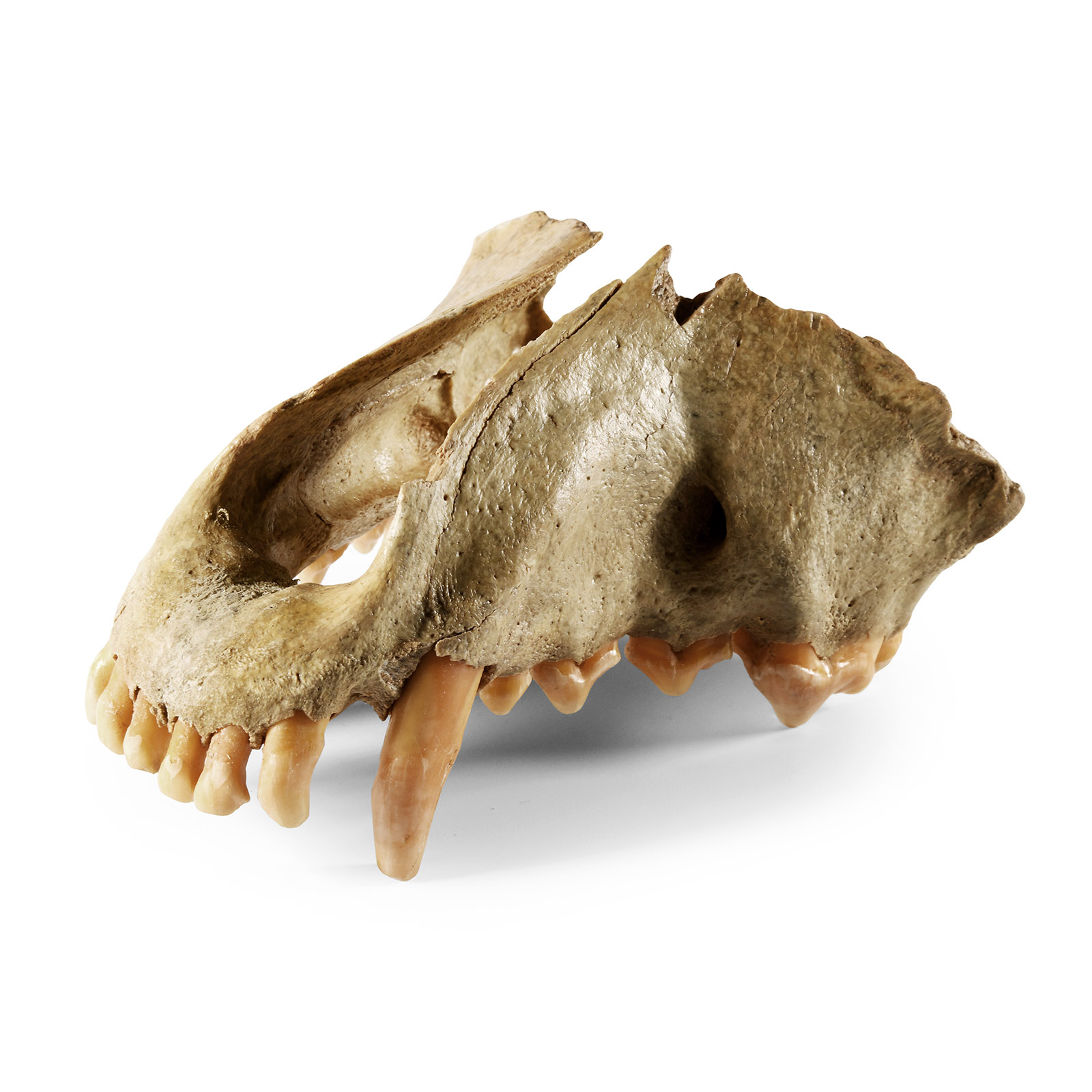 Natural History - Cave Hyena Upper Jaw