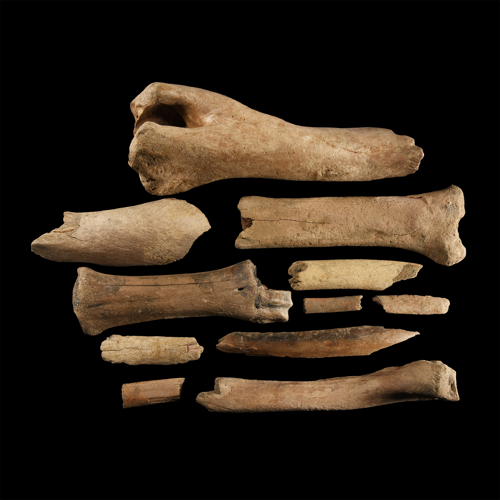Natural History - British Bison Bone Group