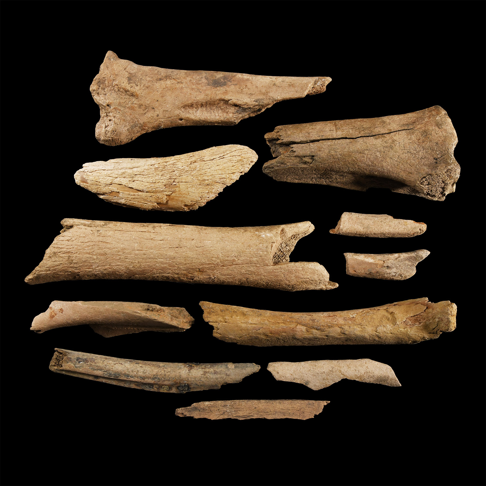 Natural History - British Bison Bone Group