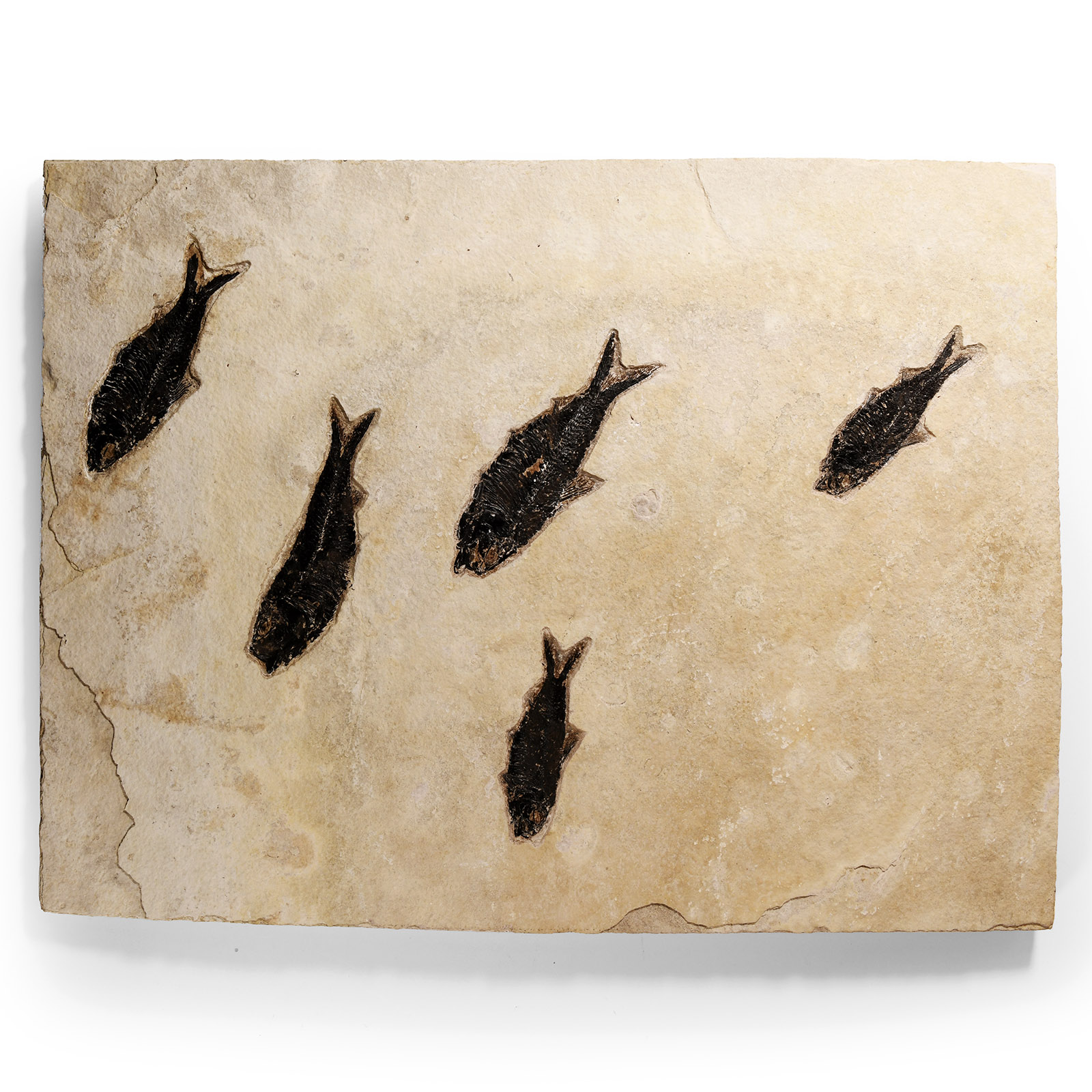 Natural History - Large Multi Fossil Fish Plate