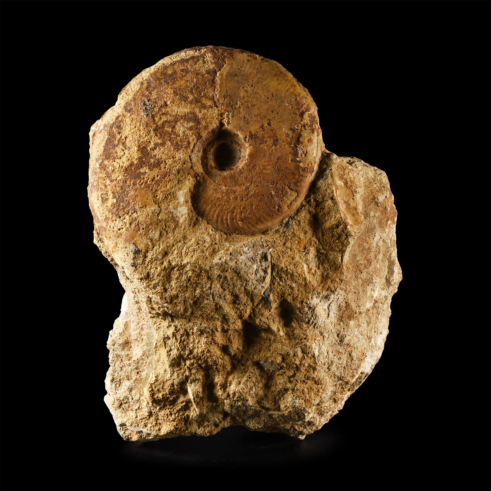Natural History - British Brasilia Fossil Ammonite