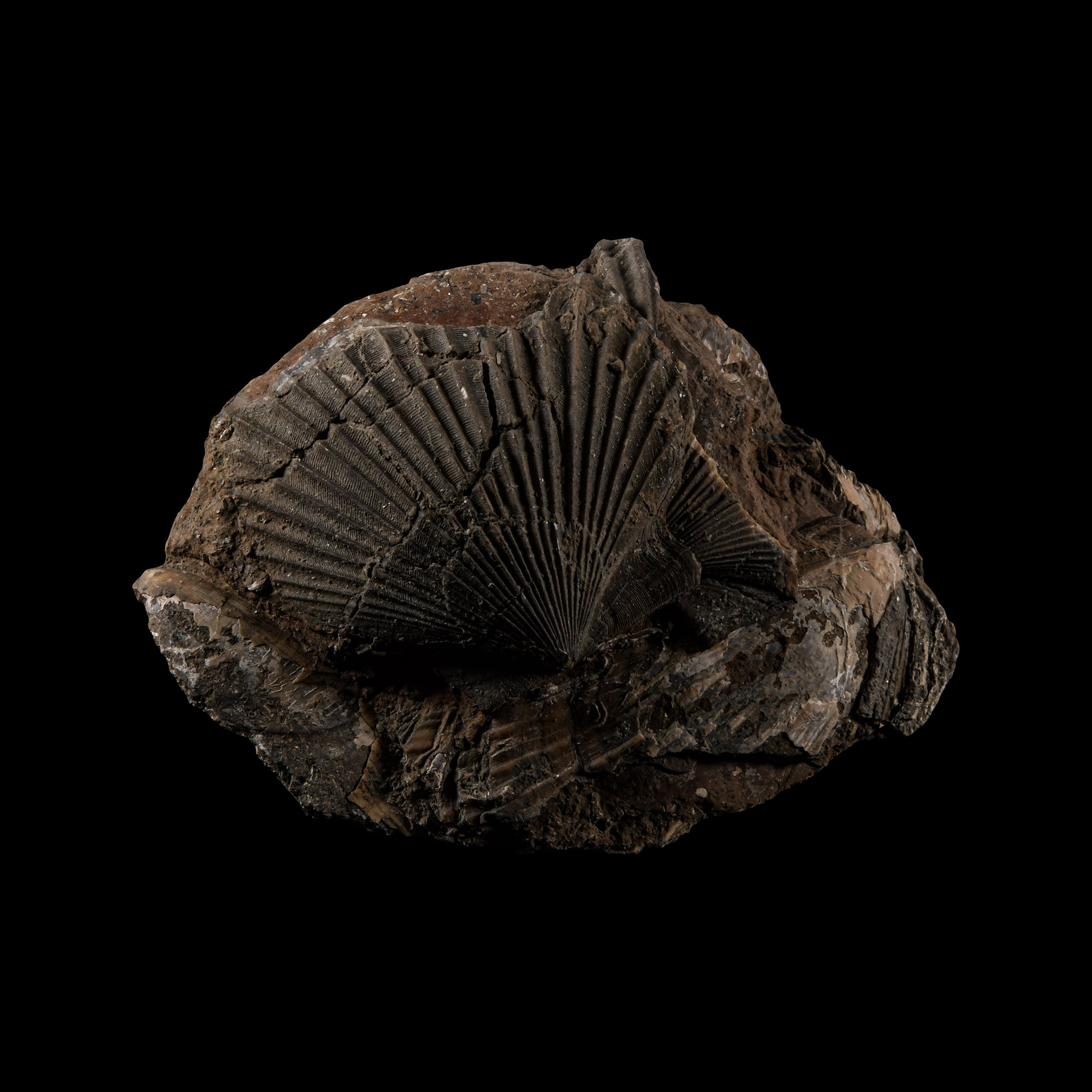 Natural History - British Fossil Scallop