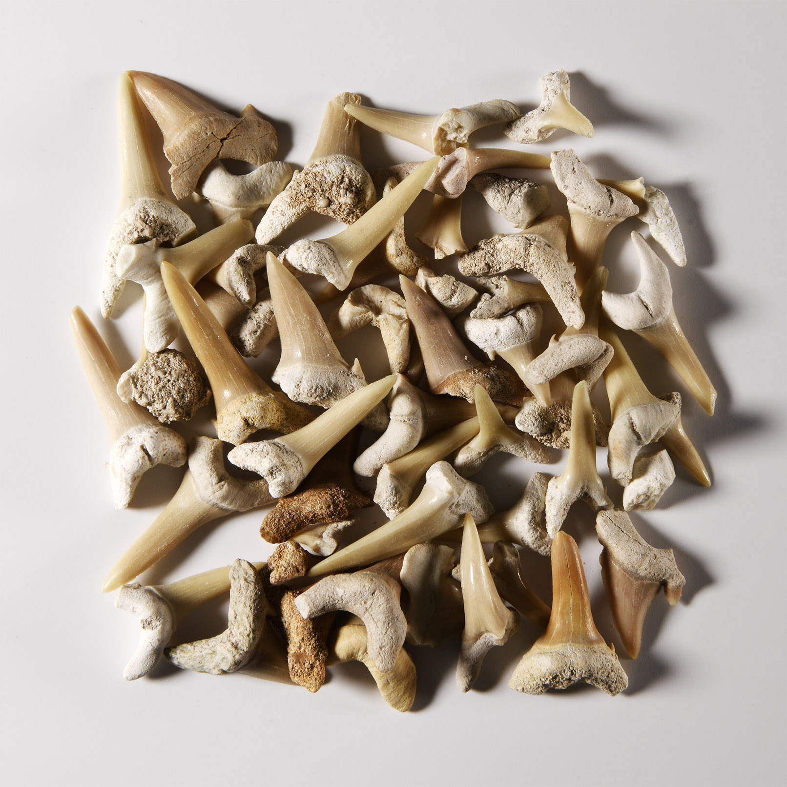 Natural History - Fossil Sand Shark Teeth Group