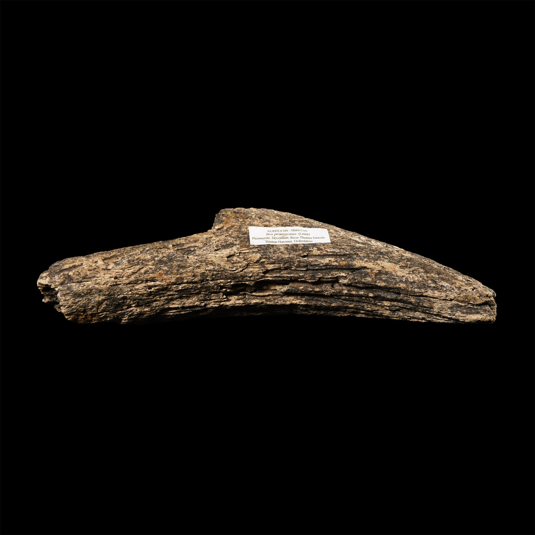 Natural History - British Bison Horn Core