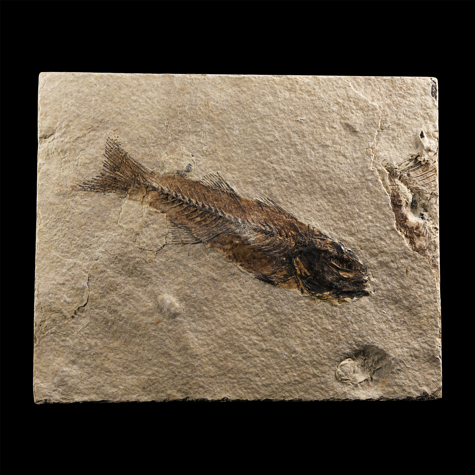 Natural History - Knightia Fossil Fish