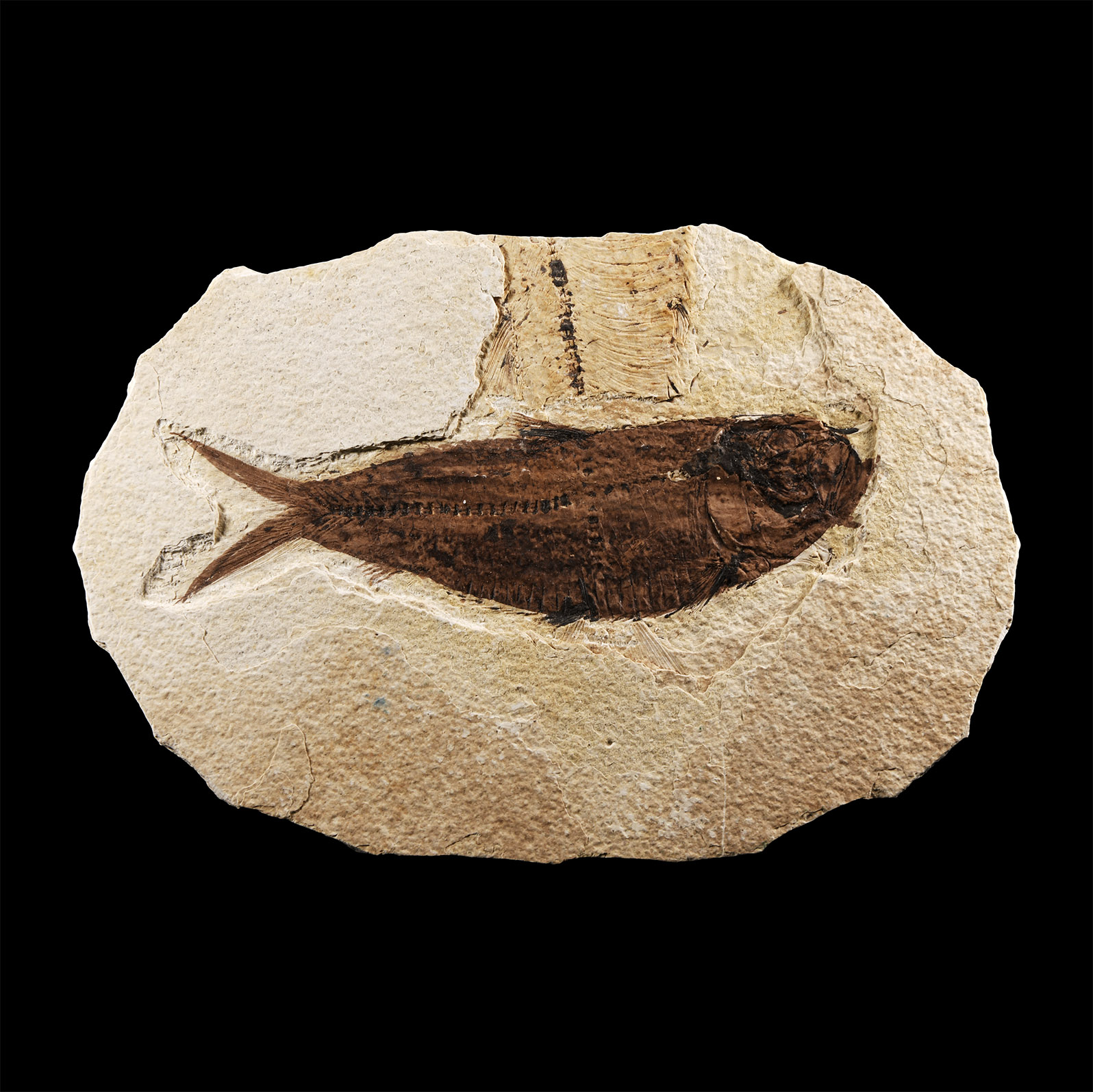 Natural History - Diplomystus Fossil Fish