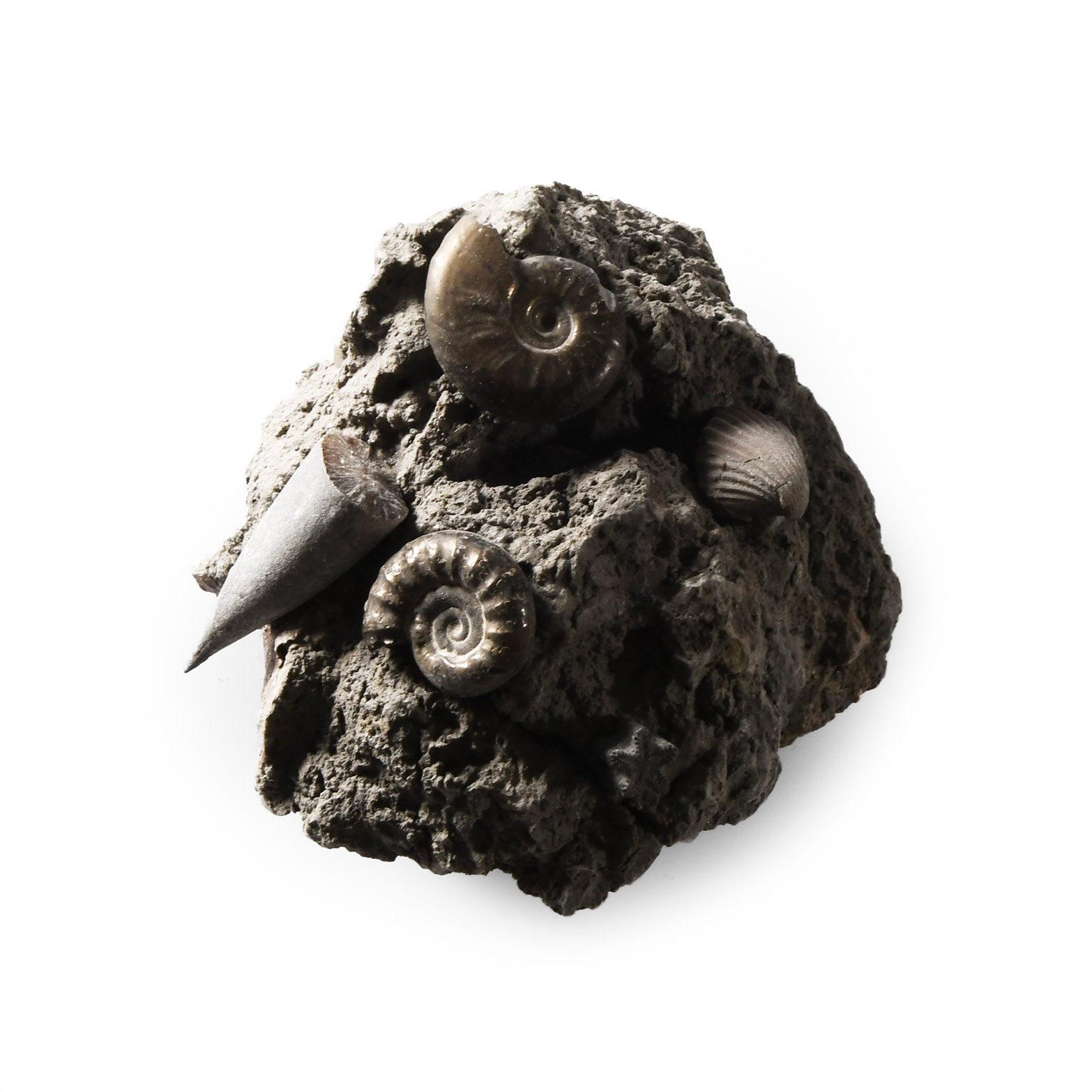 Natural History - Oxynotum Zone Fossil Cluster