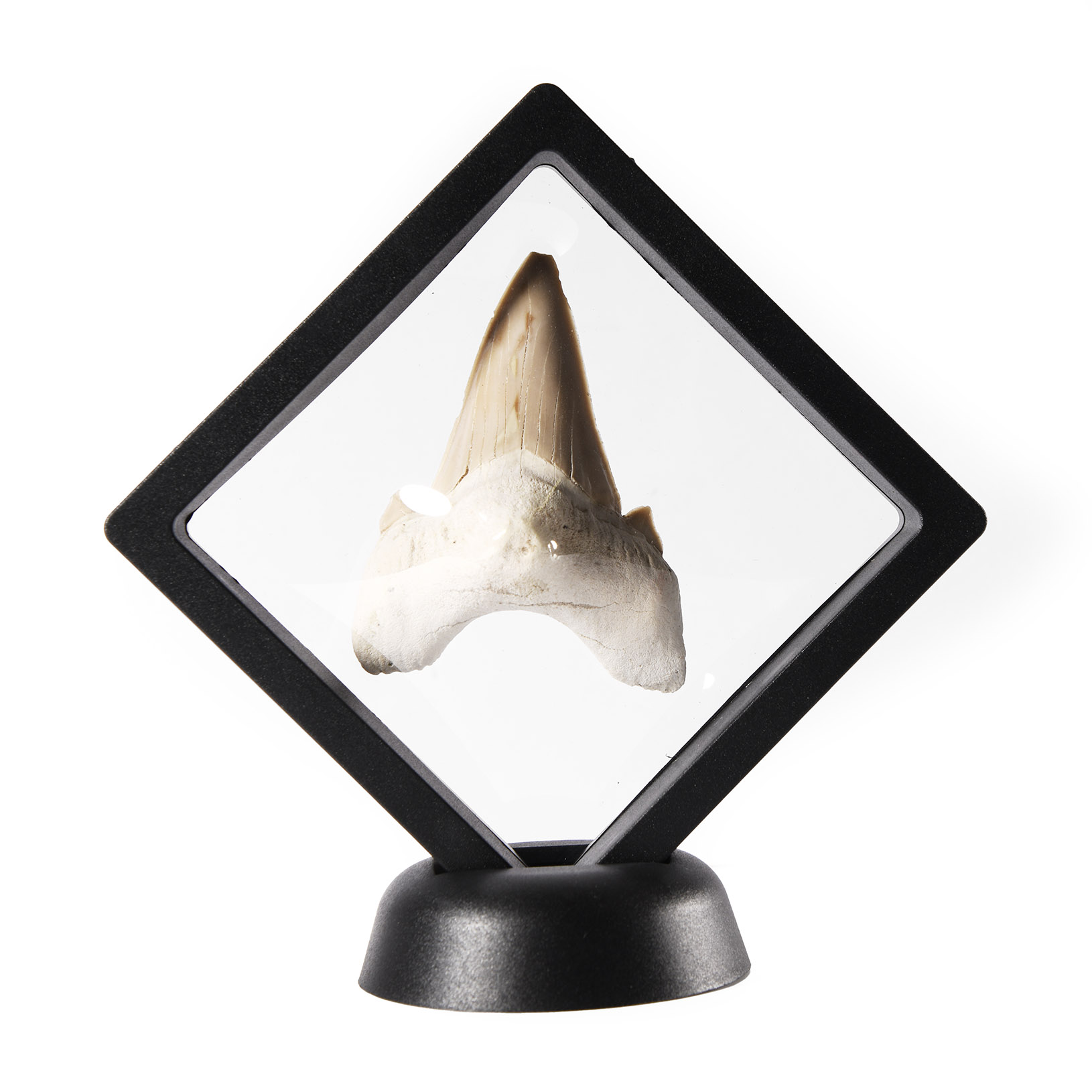 Natural History - Otodus Shark Fossil Tooth in Frame