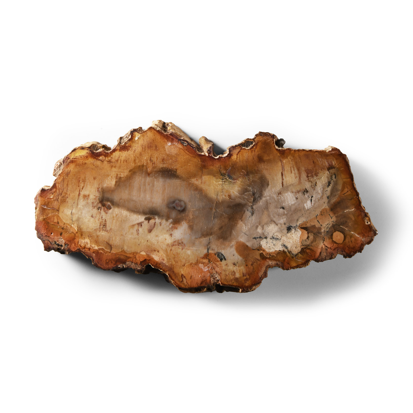 Natural History - Polished Fossil Wood Slice