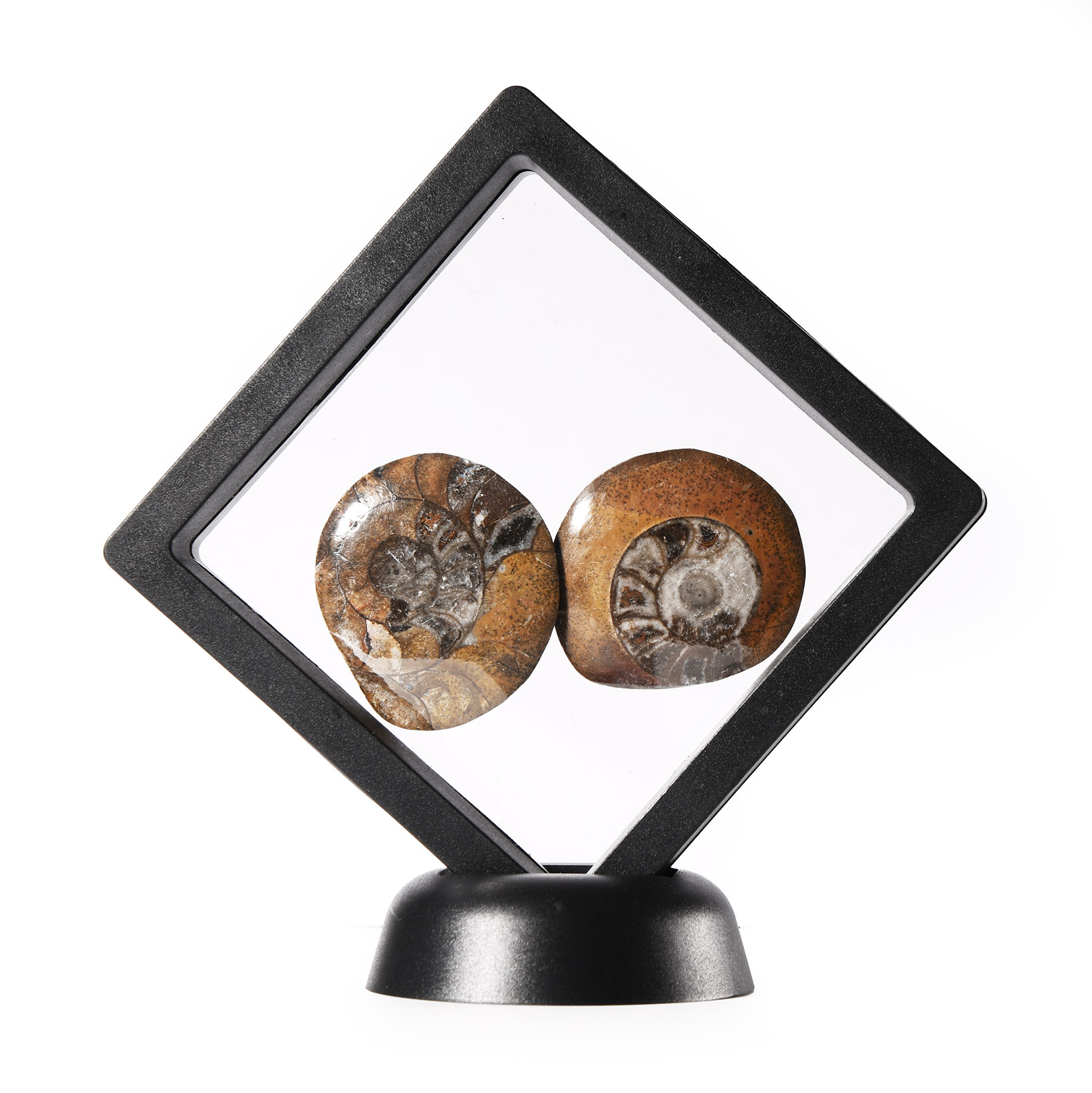 Natural History - Fossil Goniatite Polished Button Display