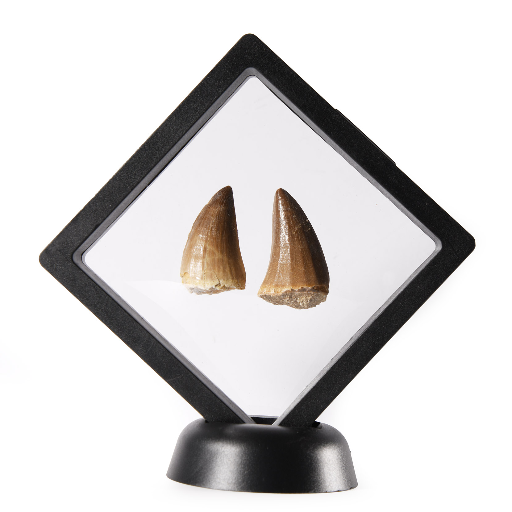 Natural History - Fossil Mosasaur Marine Dinosaur Tooth Display