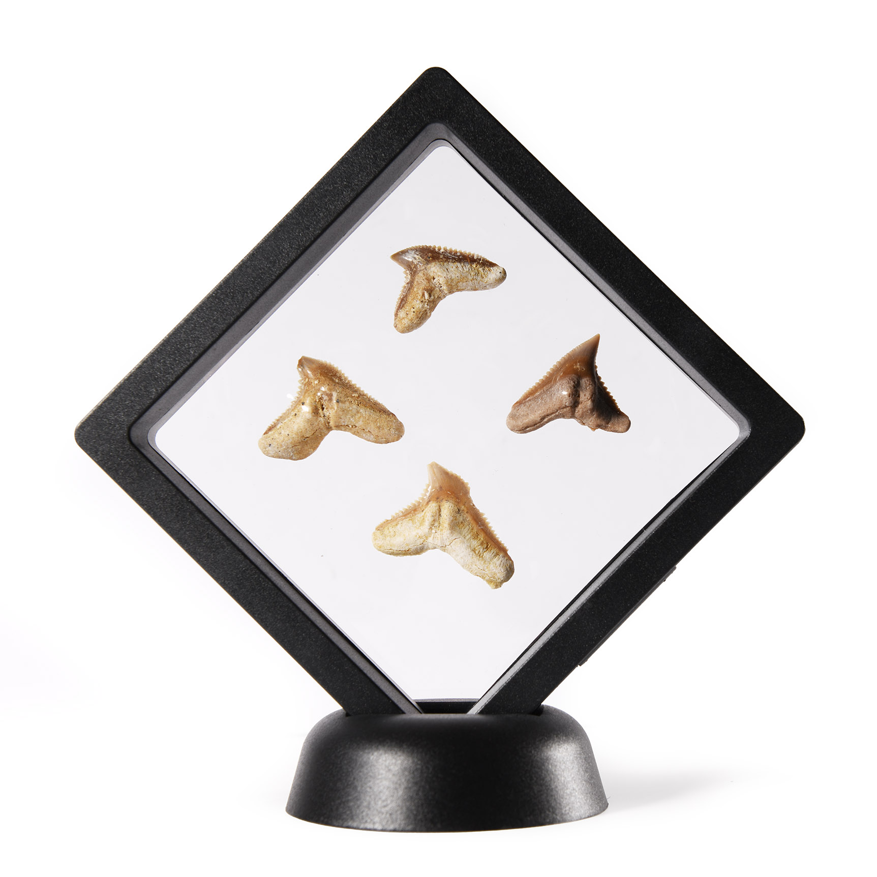 Natural History - Fossil Tiger Shark Tooth Display