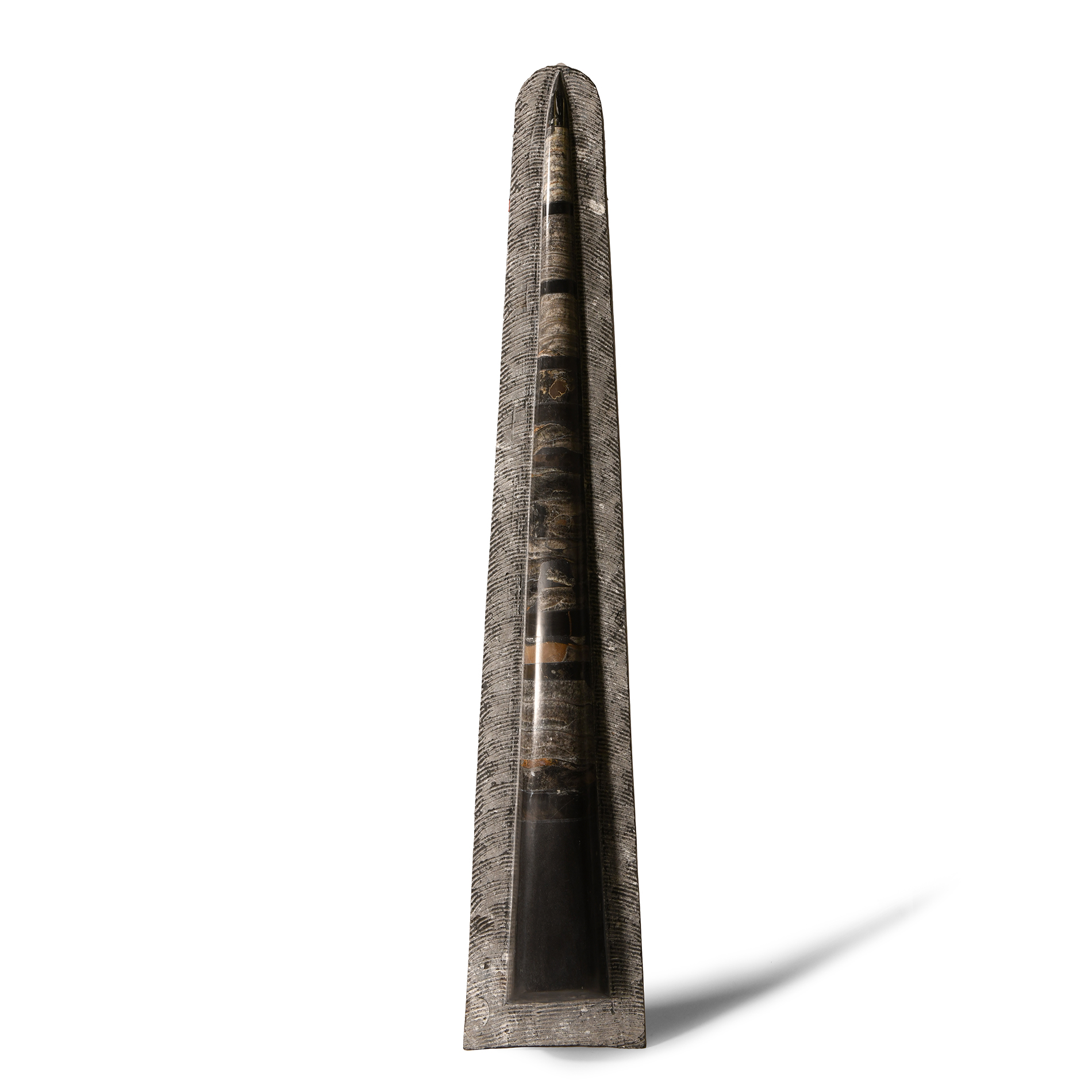 Natural History - Large Fossil Orthoceras 'Rocket' Display