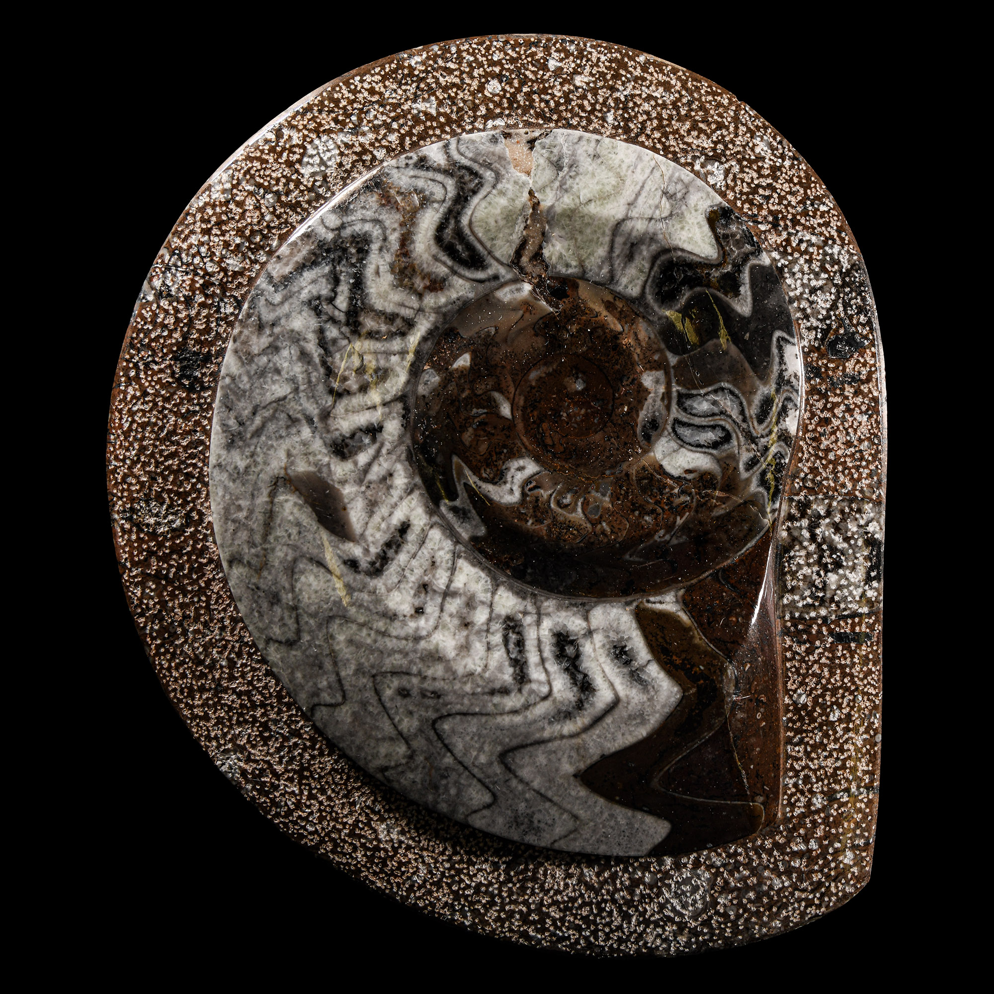 Natural History - Polished Fossil Goniatite Plaque