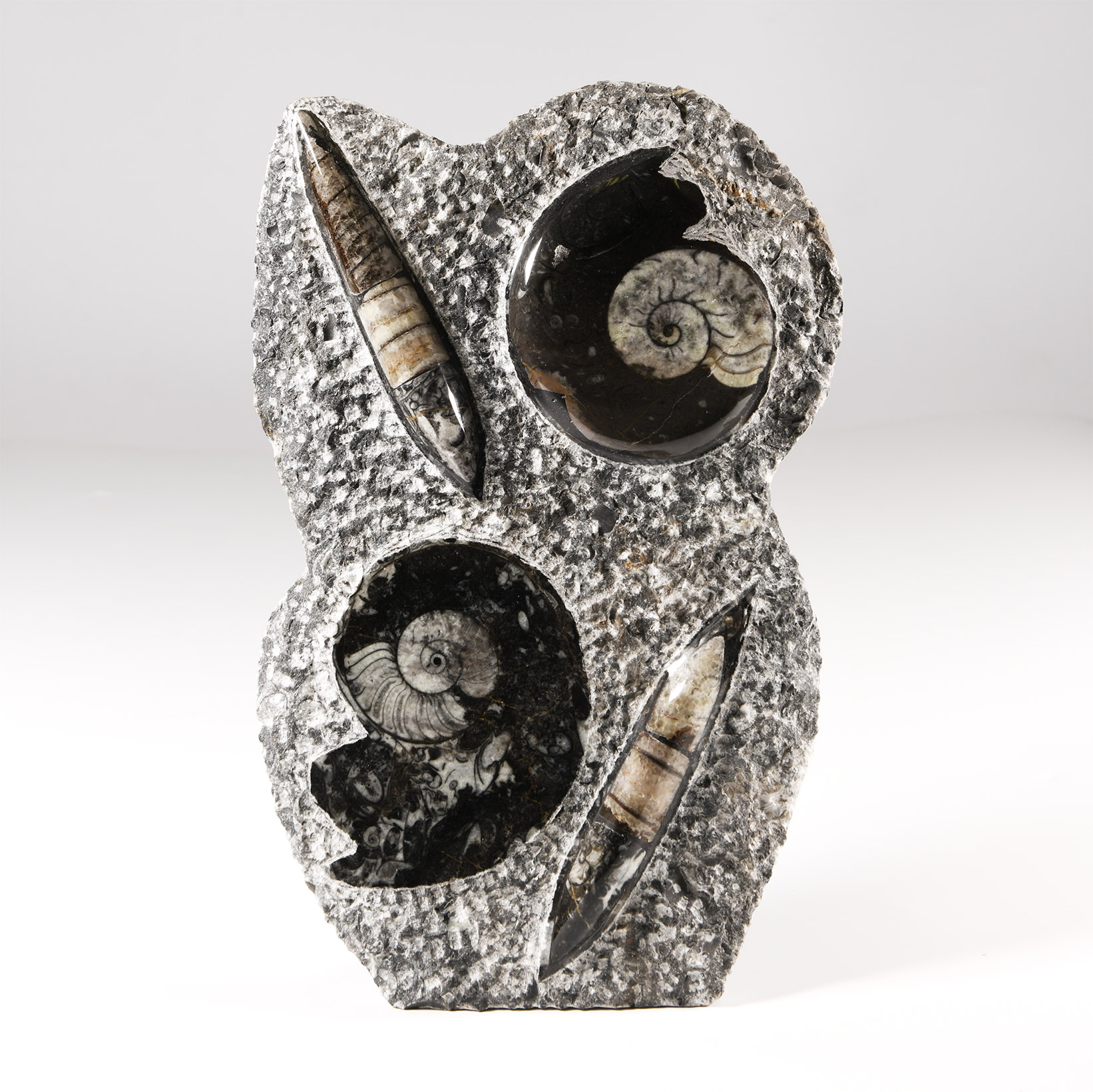 Natural History - Polished Fossil Goniatite and Orthoceras Stand