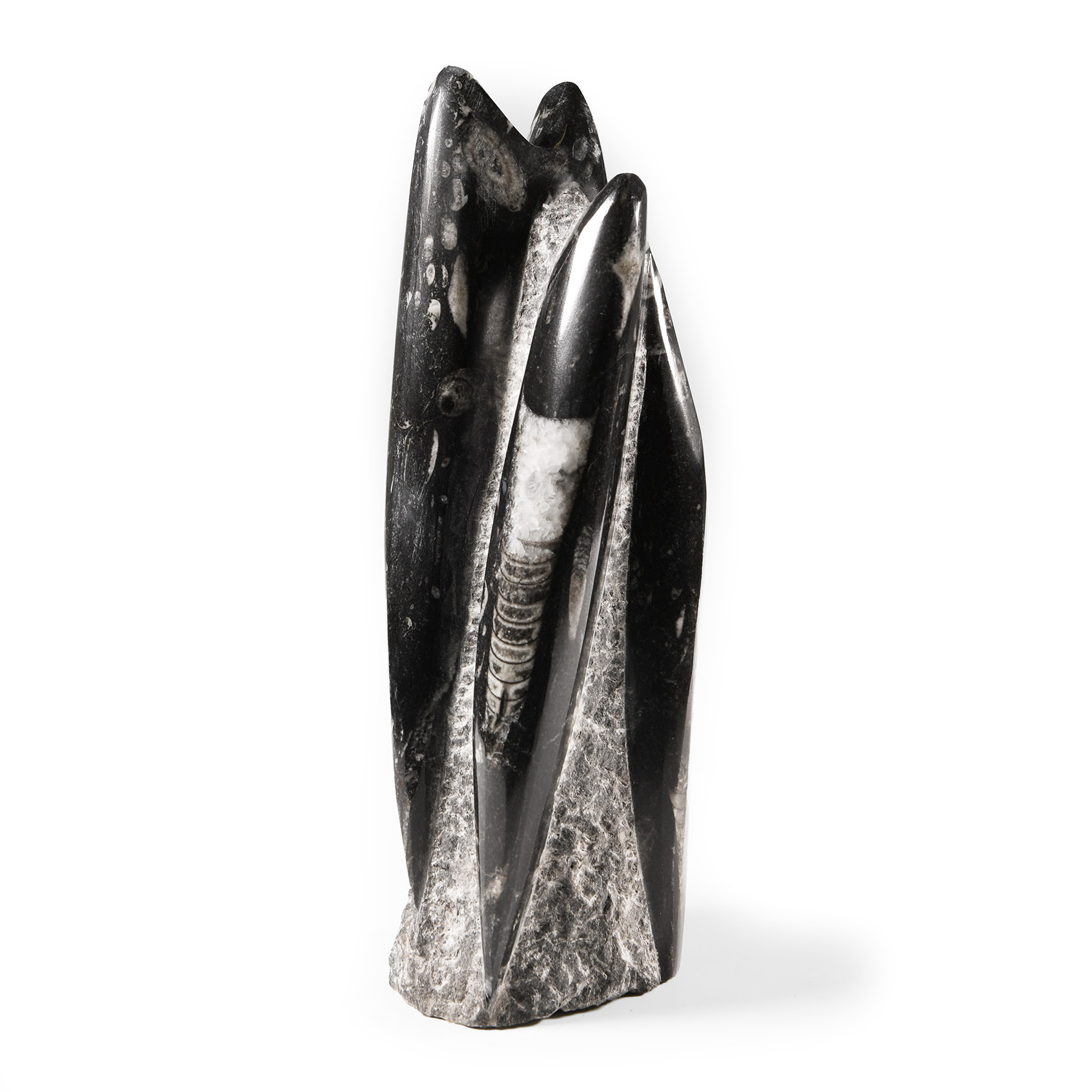 Natural History - Polished Fossil Orthoceras Column