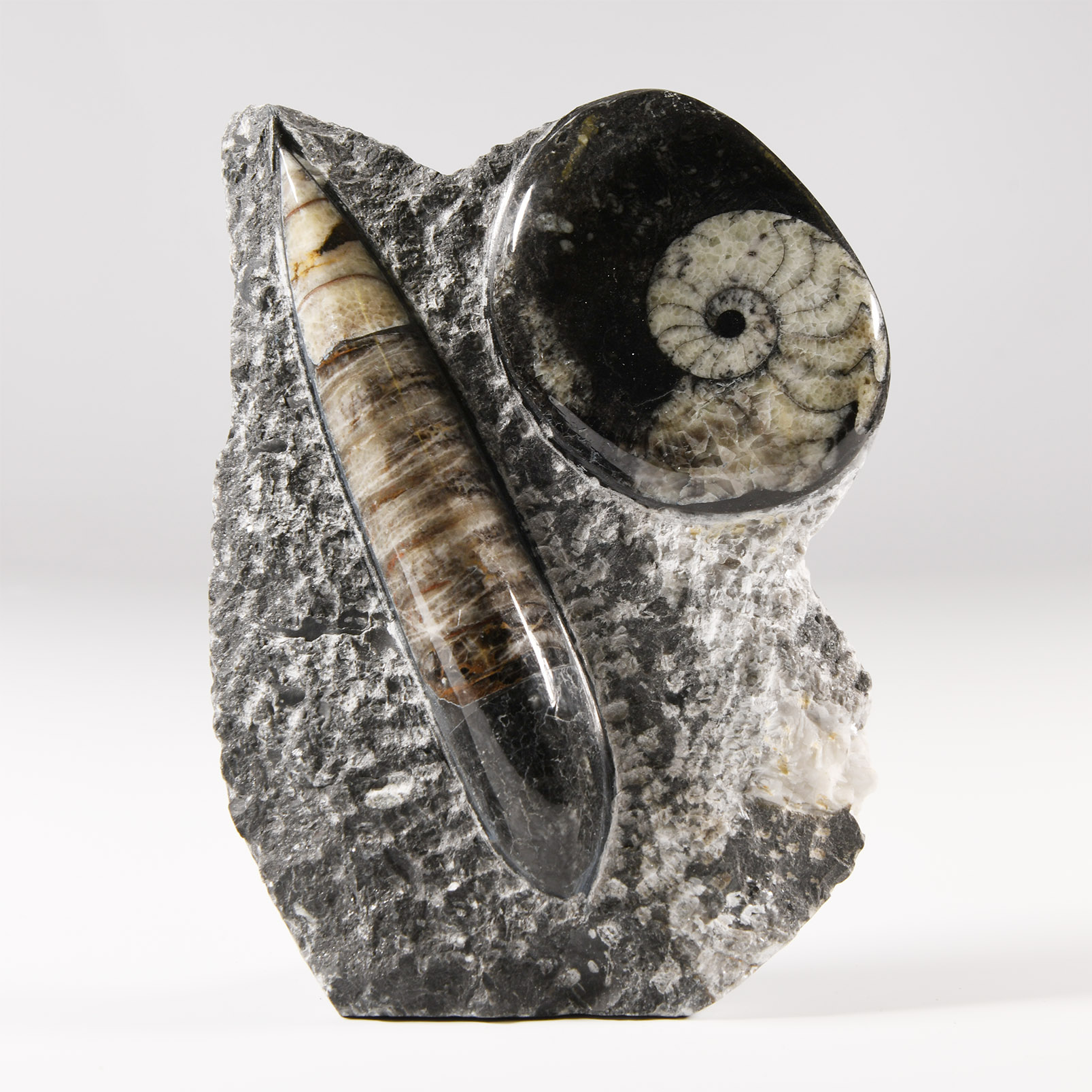Natural History - Polished Fossil Goniatite and Orthoceras Stand