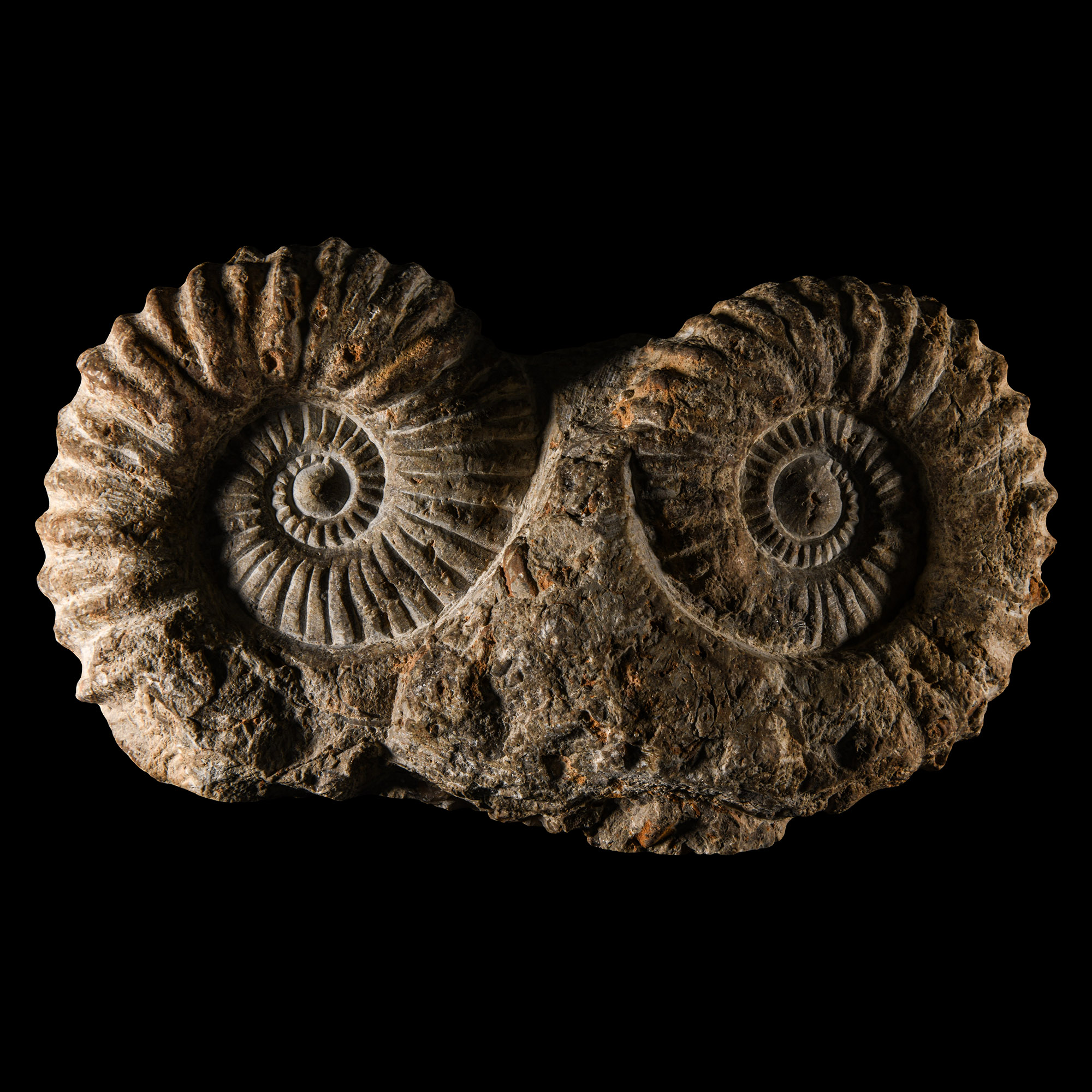 Natural History - Fossil Double Agadir Ammonite