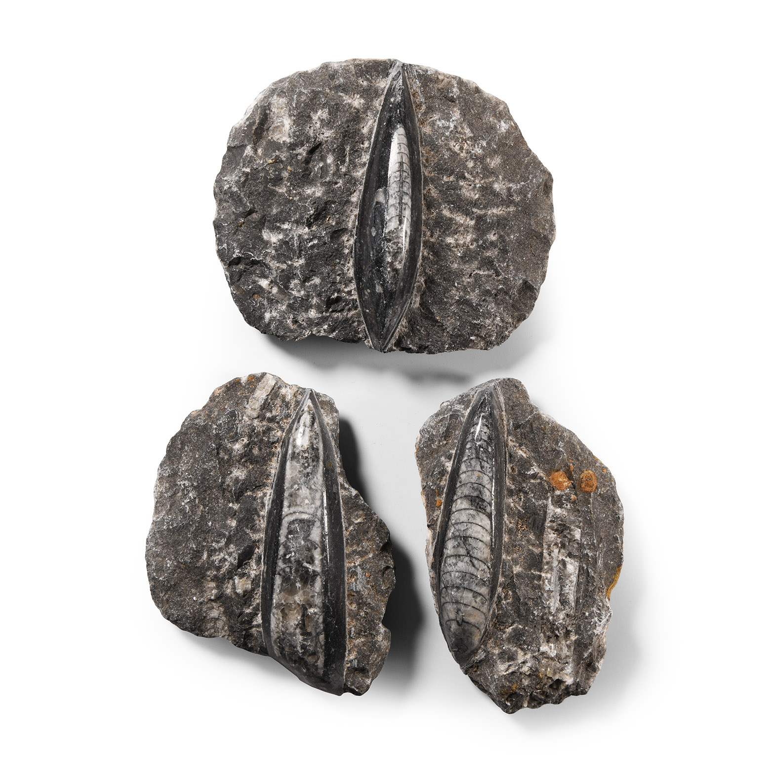 Natural History - Fossil Orthoceras on Matrix Group
