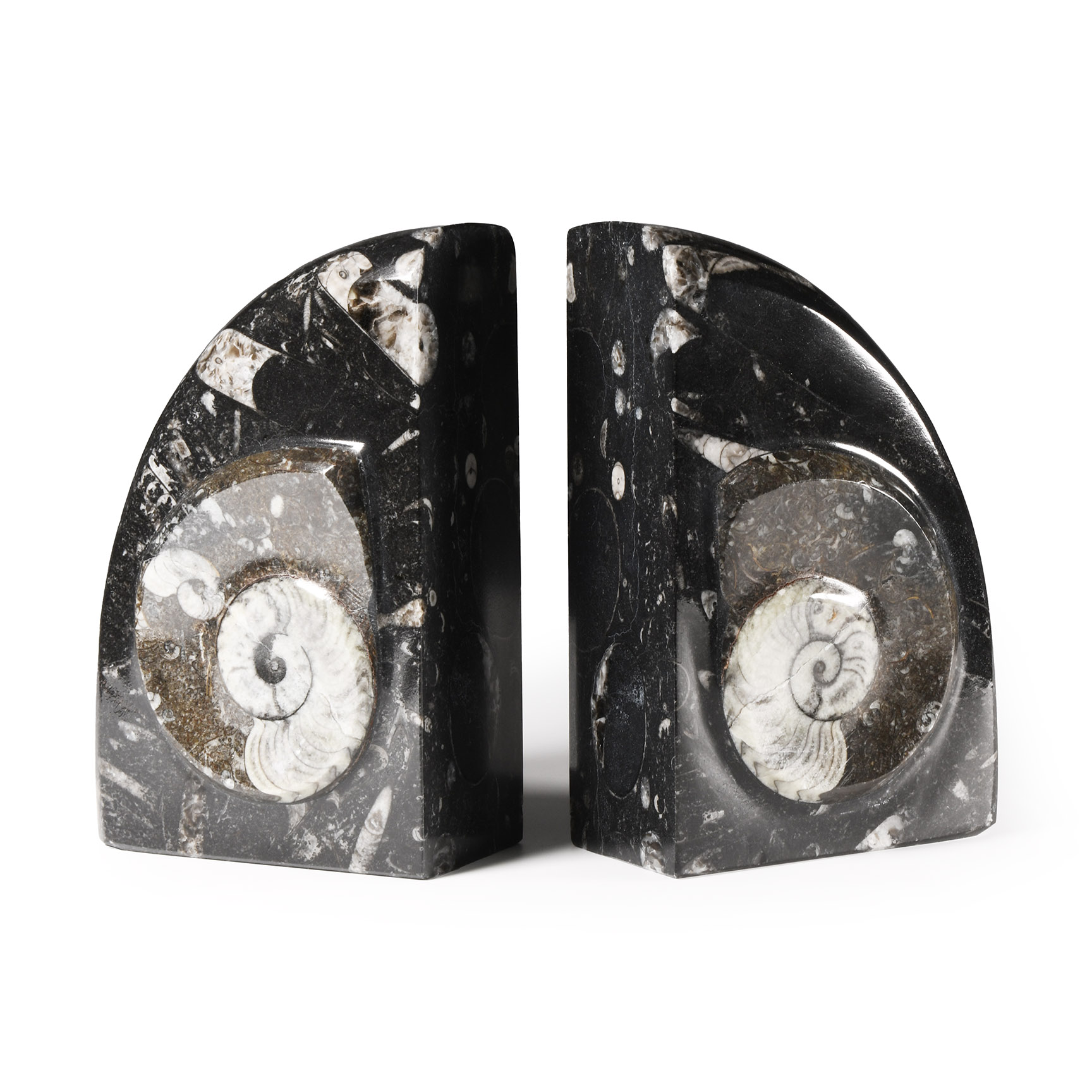 Natural History - Polished Fossil Goniatite Book Ends