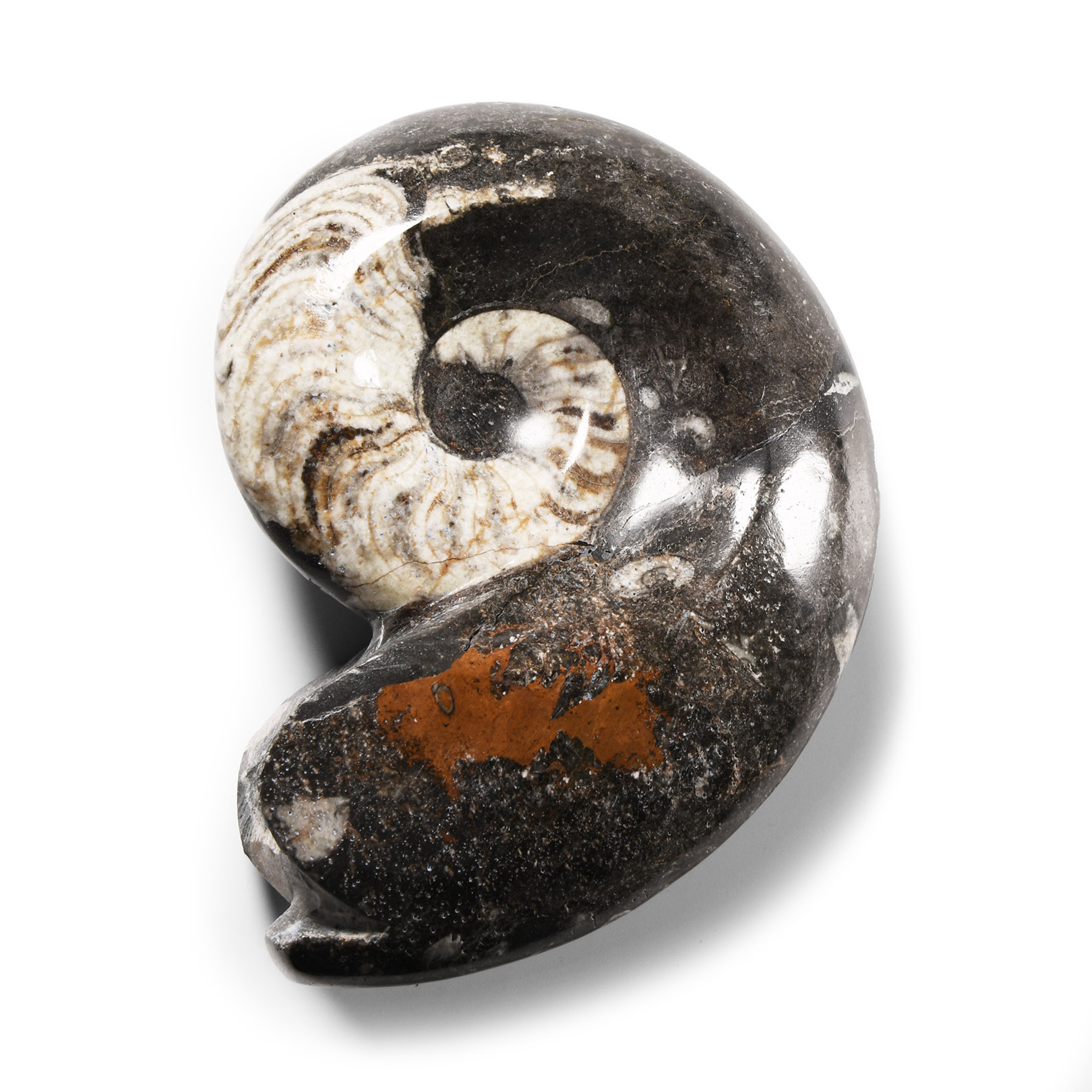 Natural History - Polished Fossil Goniatite